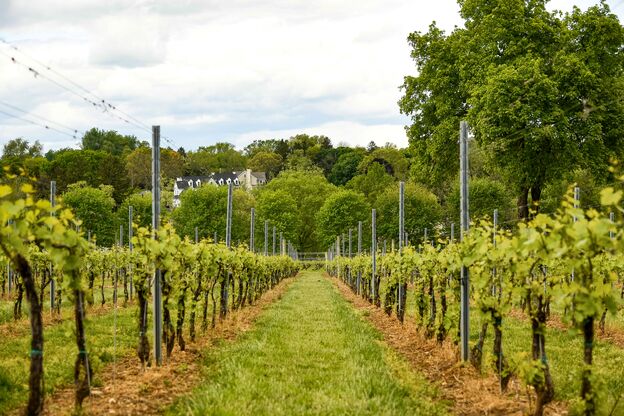 Das Weingut der Chaddsford Winery in Chadds Ford, Pennsylvania Das Weingut der Chaddsford Winery in Chadds Ford, Pennsylvania