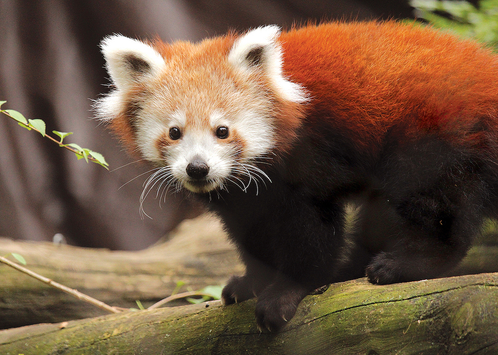 Ein Roter Panda im Zoo von Philadelphia