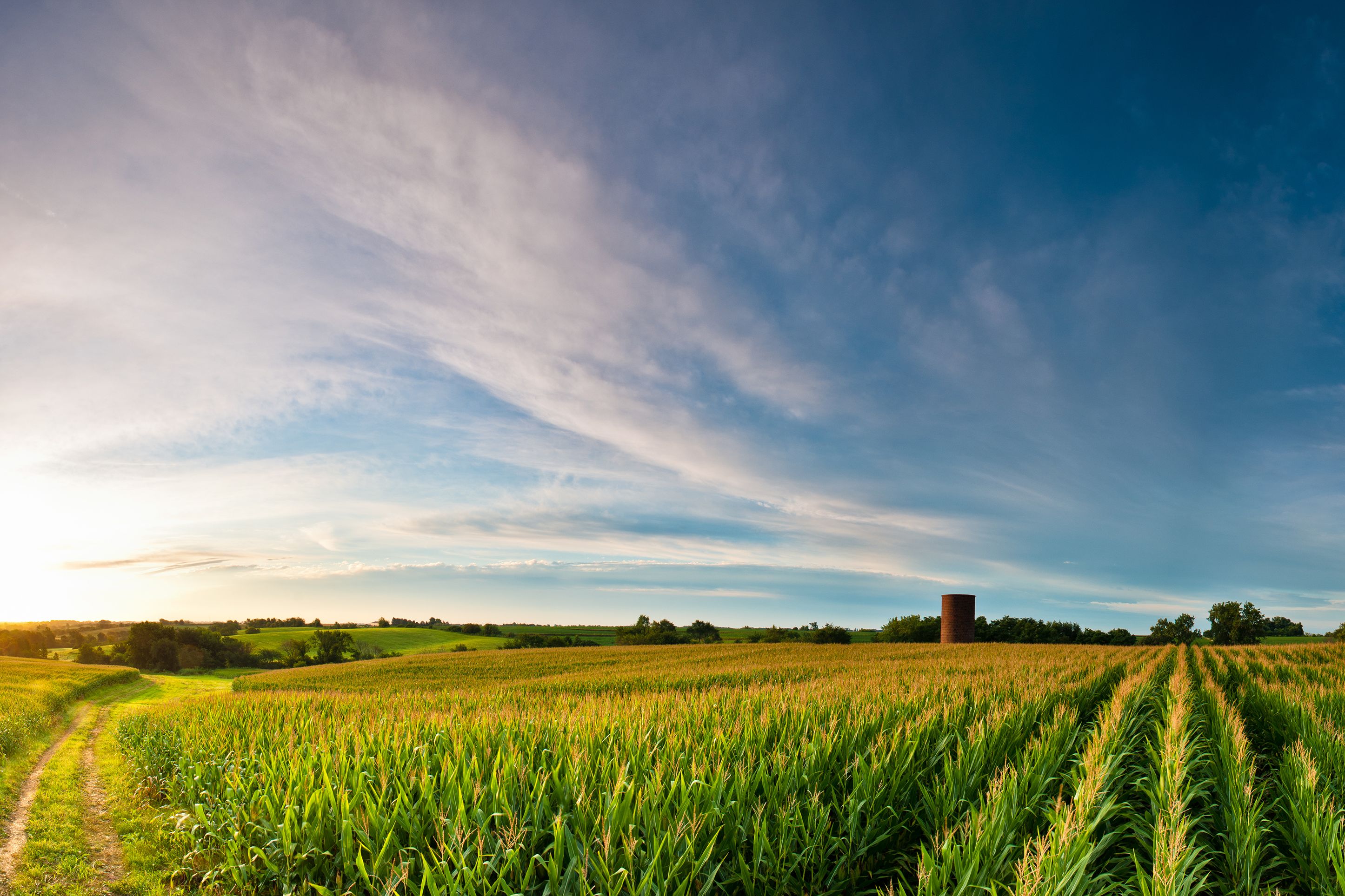 Maisfeld mit Silo in Arkansas