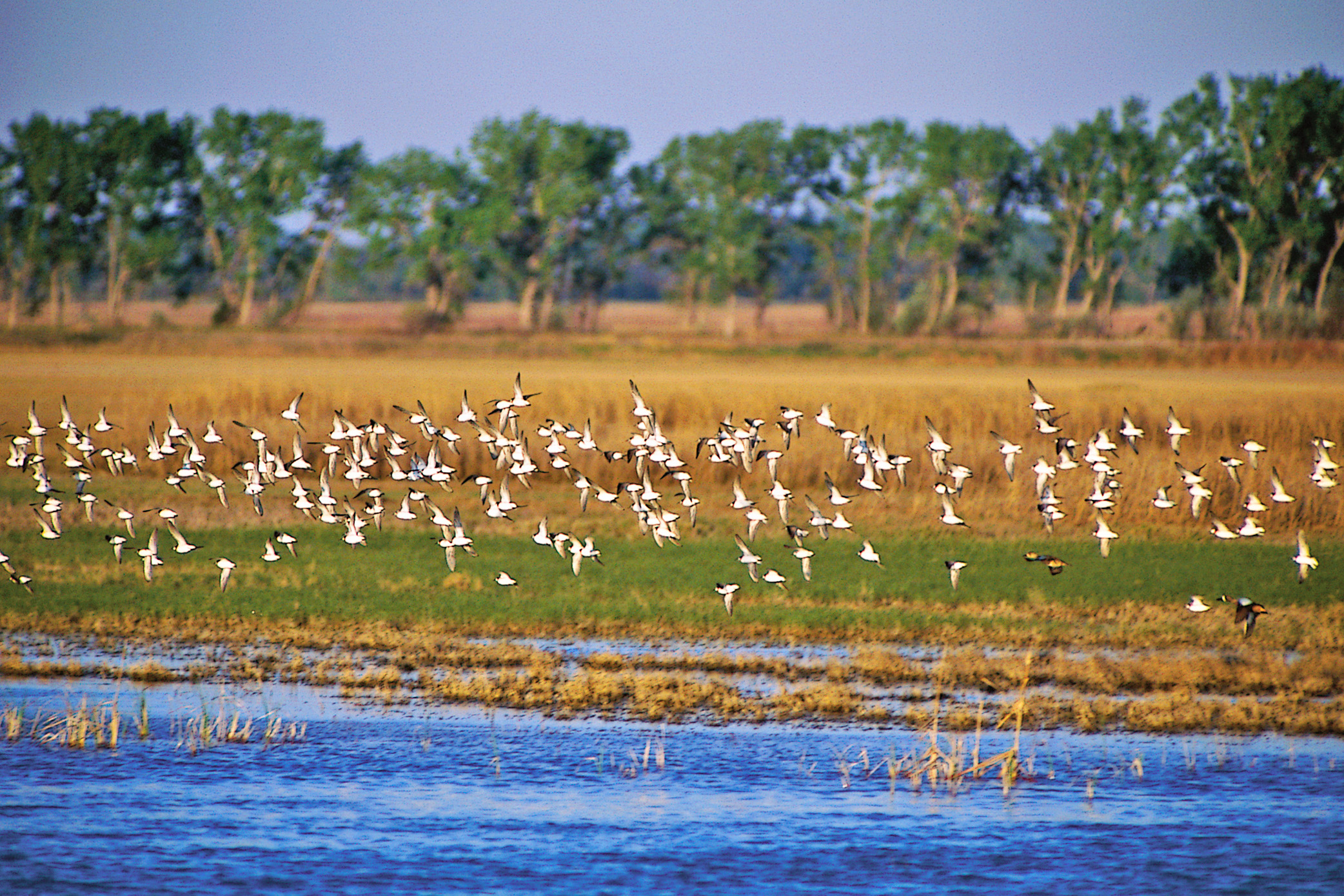 Voegel im Quivira Wildlife Refuge, Kansas