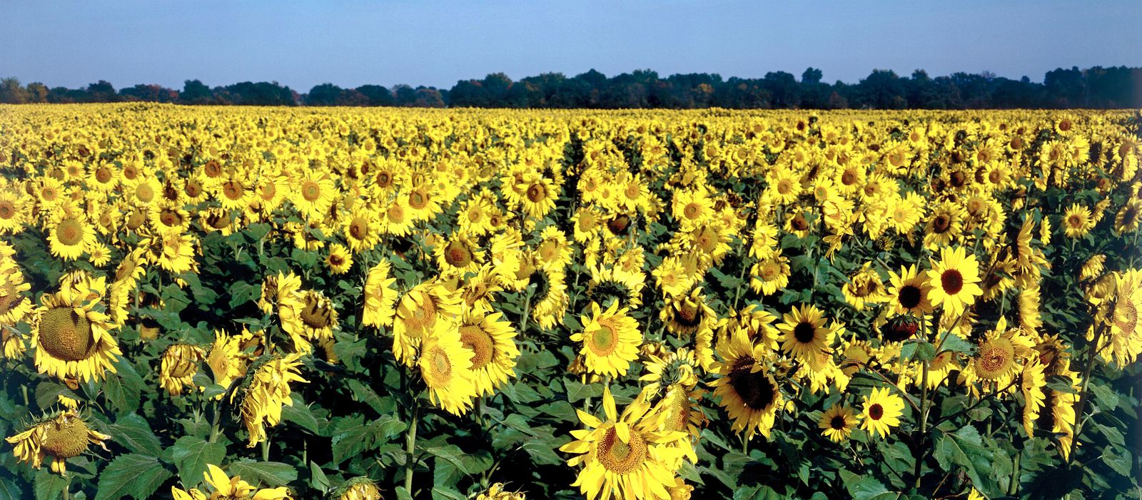Sonnenblumenfeld in Kansas