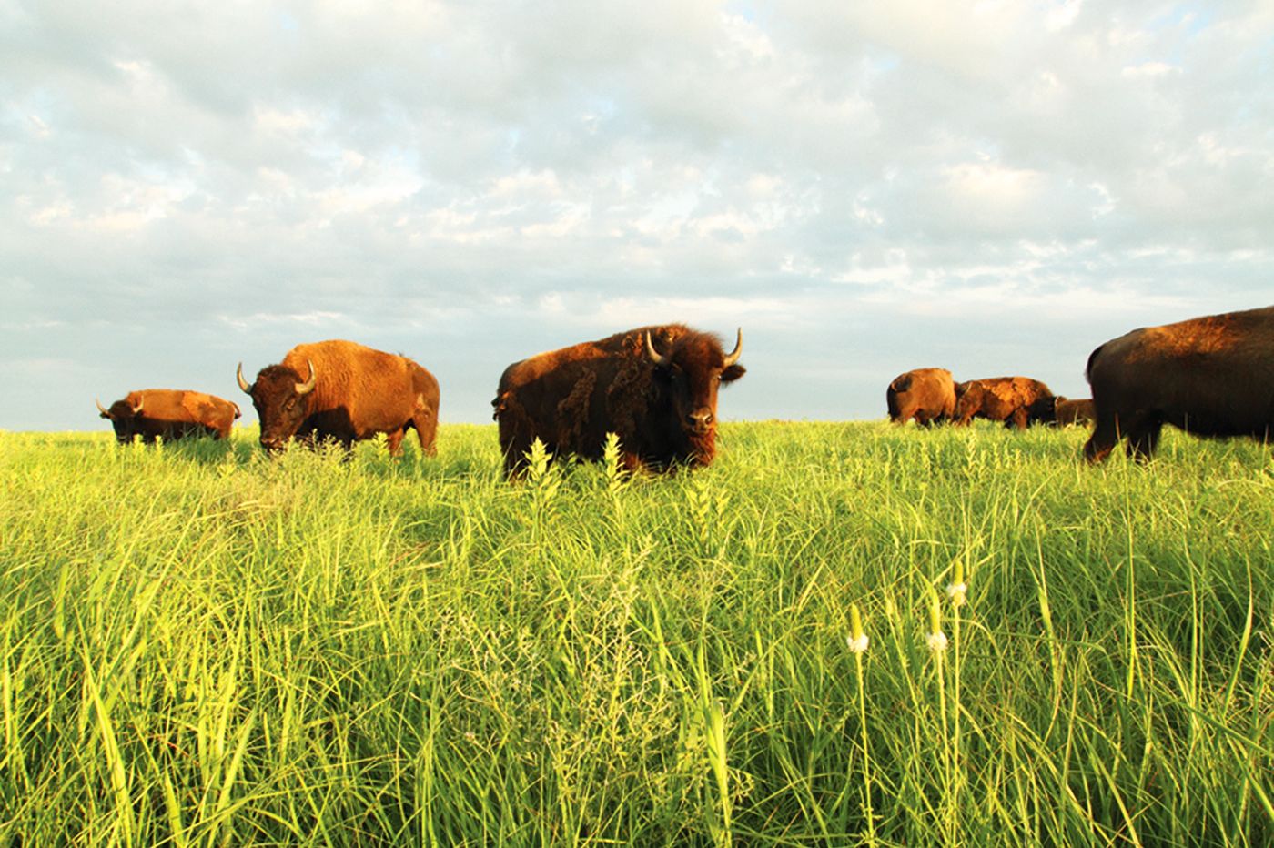 Tallgrass National Preserve, Strong City, Kansas