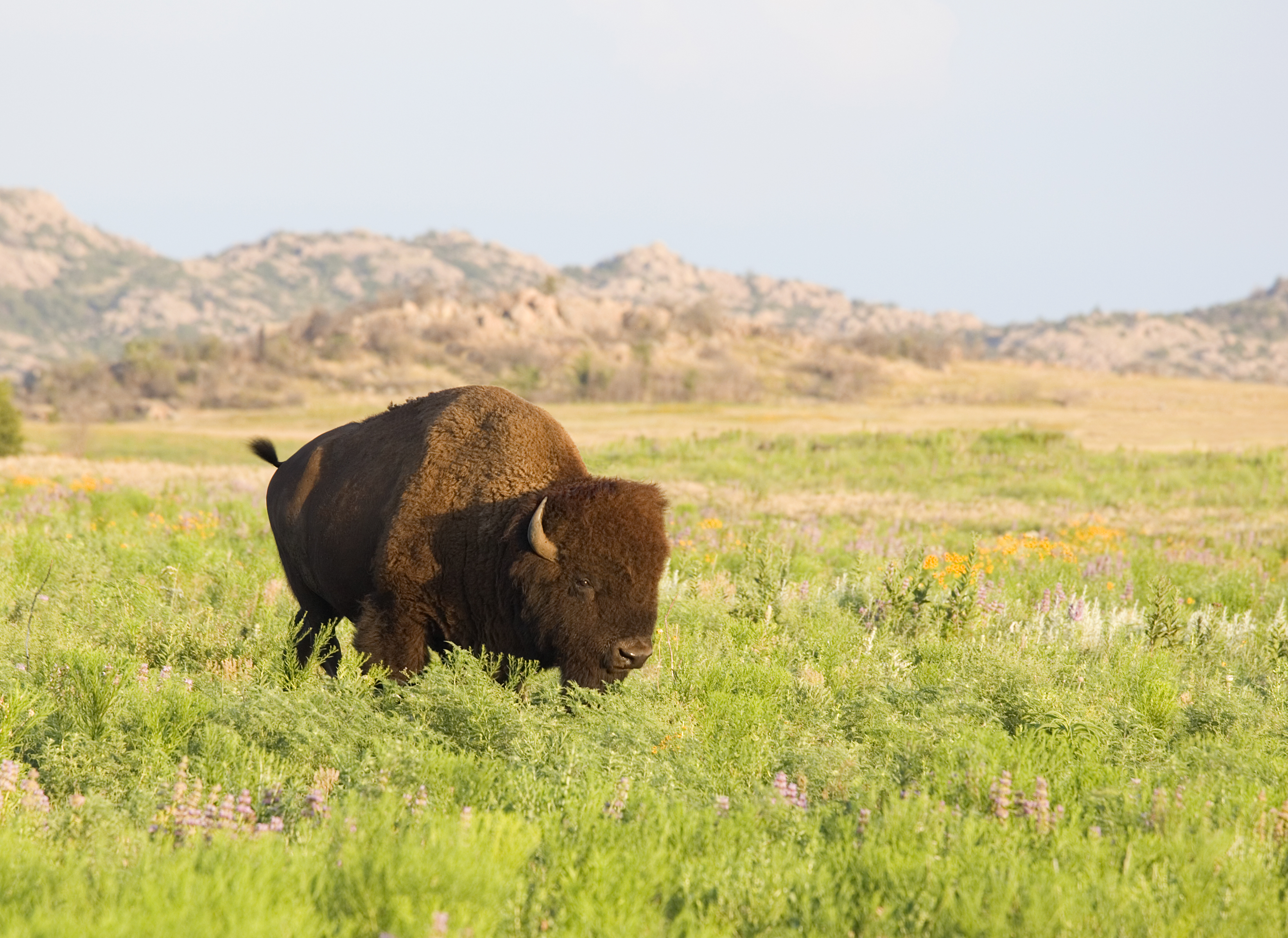 Ein Bison inmitten von Wildblumen am Wichita Mountains Wildlife Refuge in Oklahoma