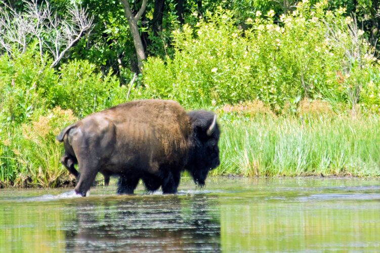 Im Medicine Park/Wichita Mountains
