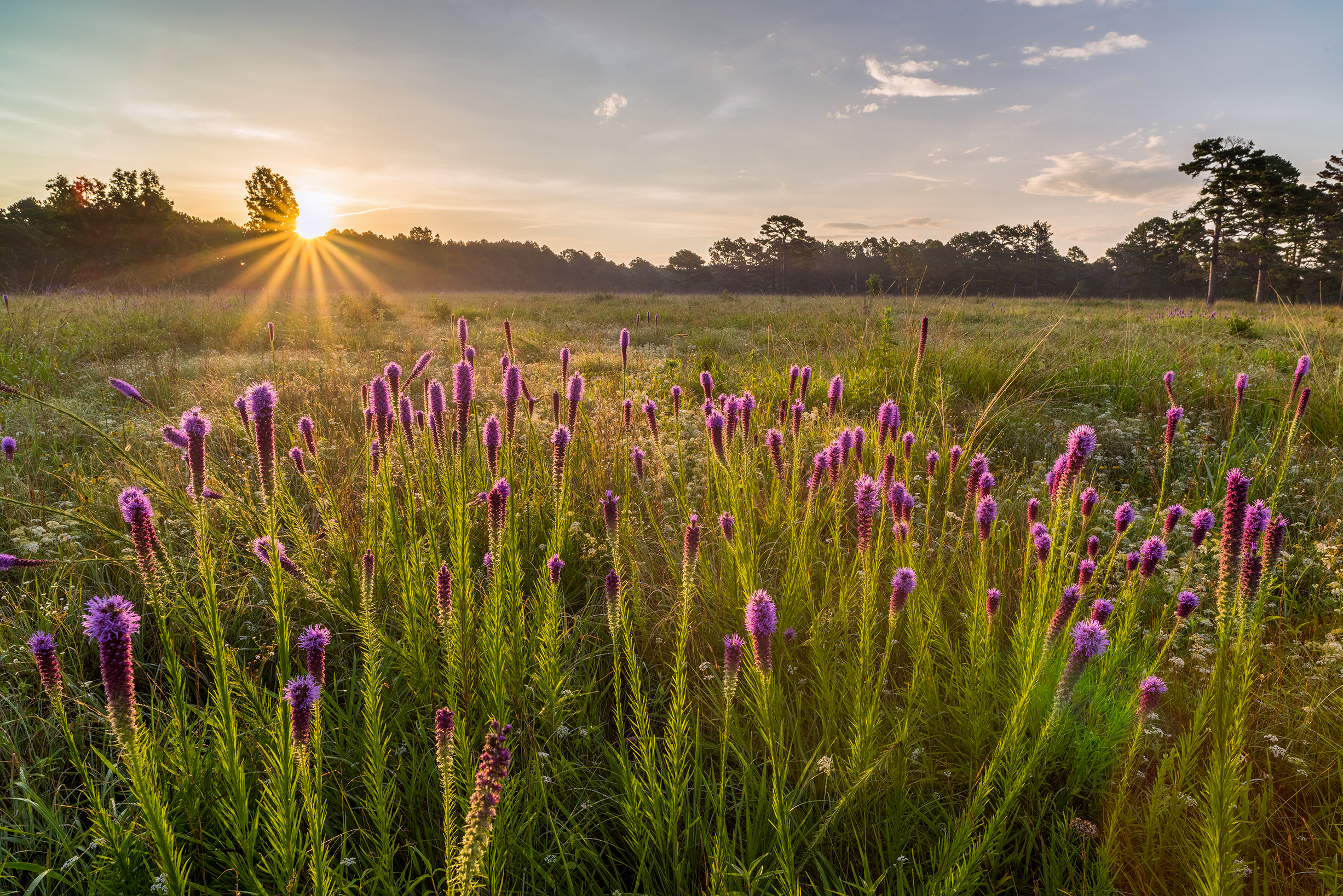 Idyllische Blumenwiese bei Sonnenaufgang im J.T. Nickel Preserve in Oklahoma