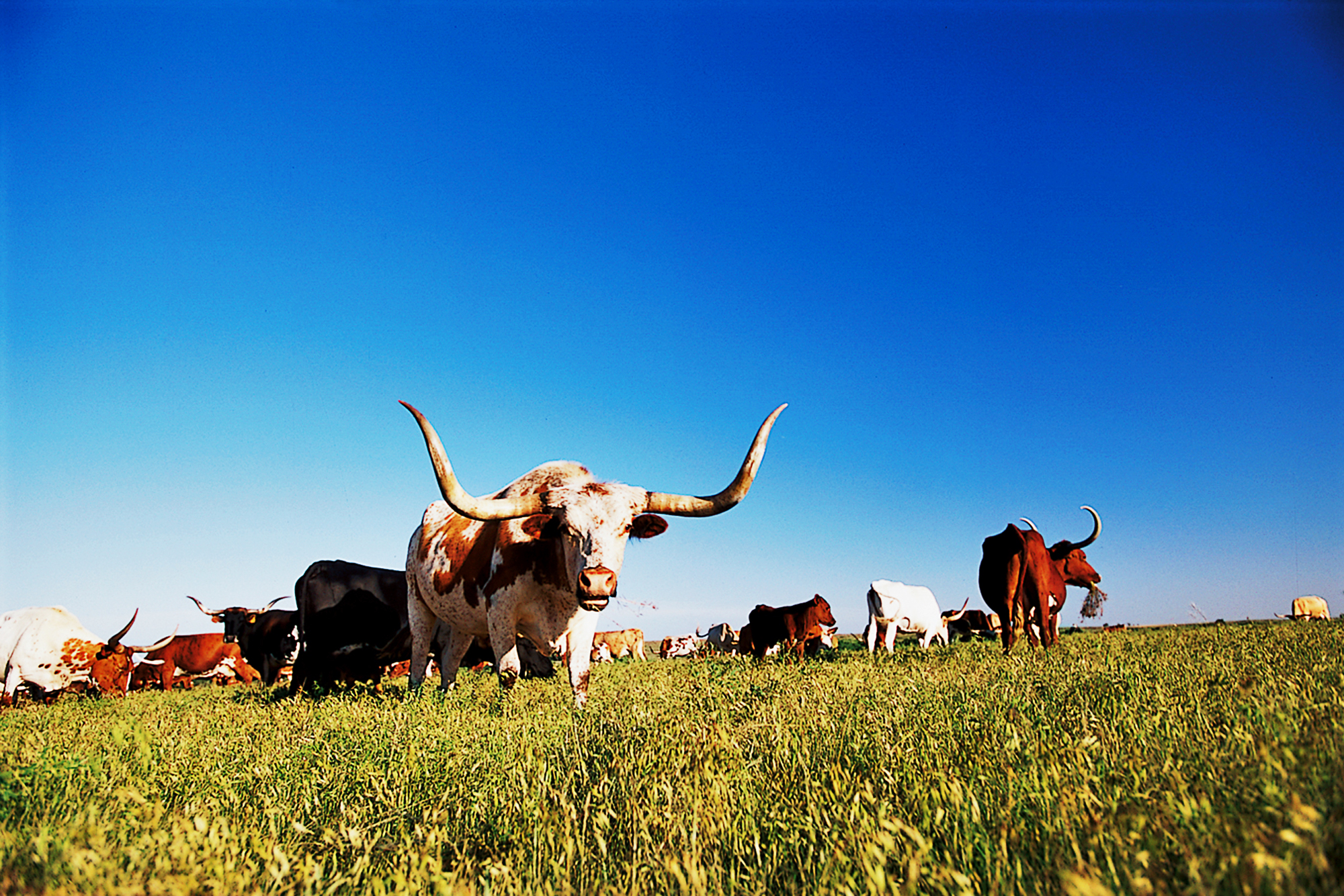 regionen/usa/mittlererwesten/oklahoma/allgemein/longhorns-rinder