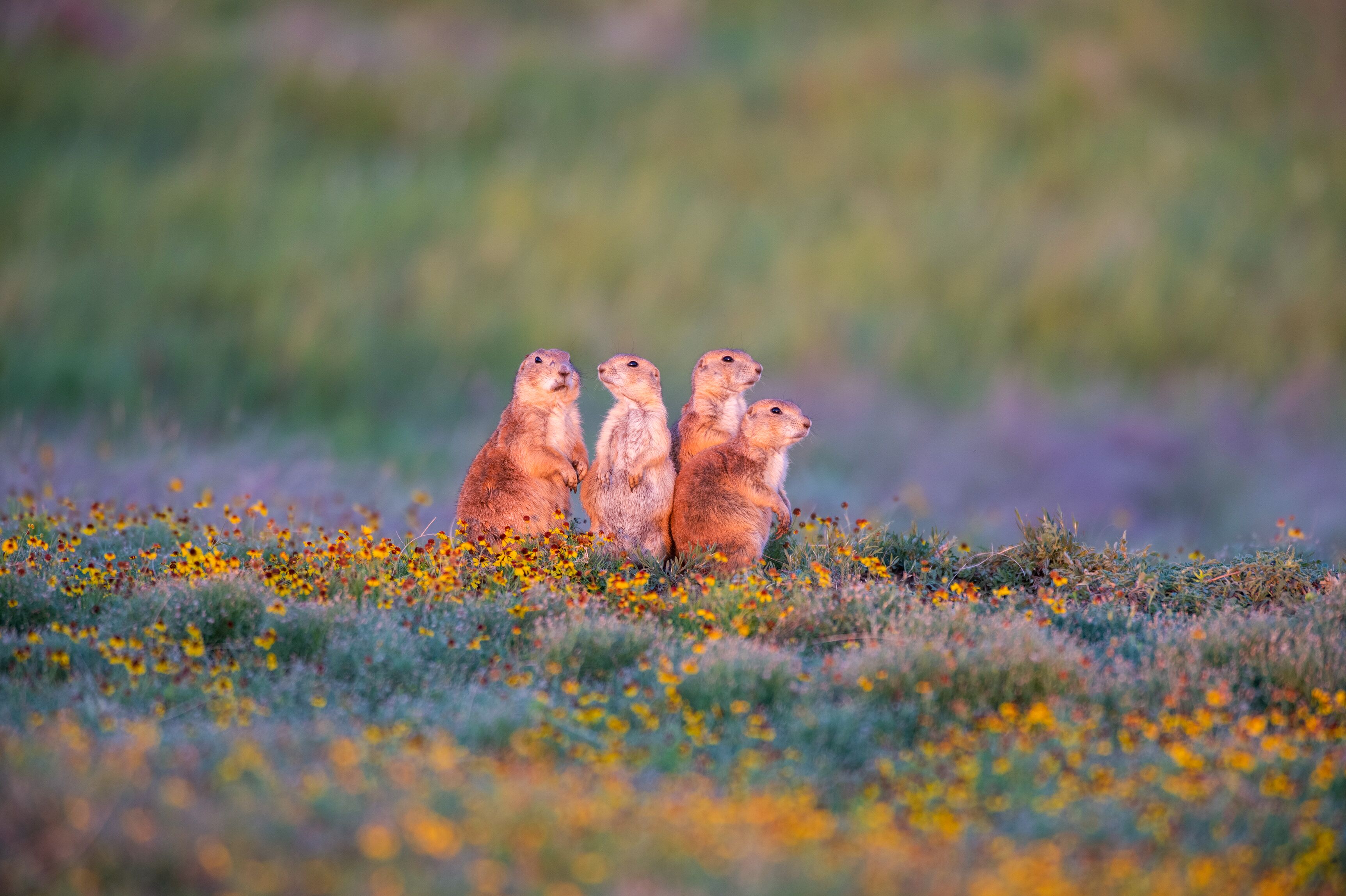 Eine Familie von Prairie Hunden bei Sonnenuntergang im Wichita Mountains National Wildlife Refuge in Oklahoma