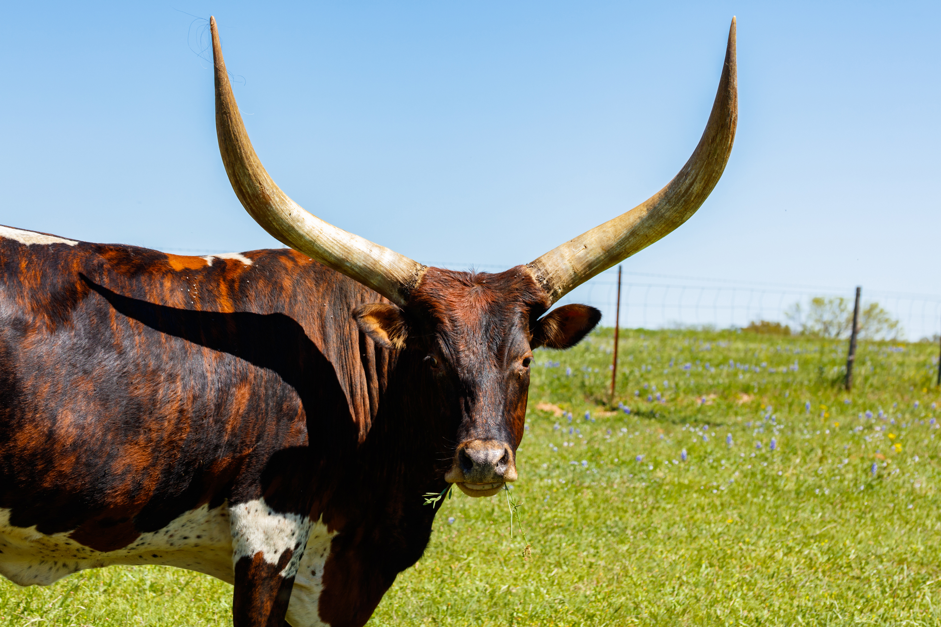 Ein Texas Longhorn auf einer Farm, Texas Hill Country