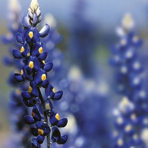 Bluebonnets inTexas