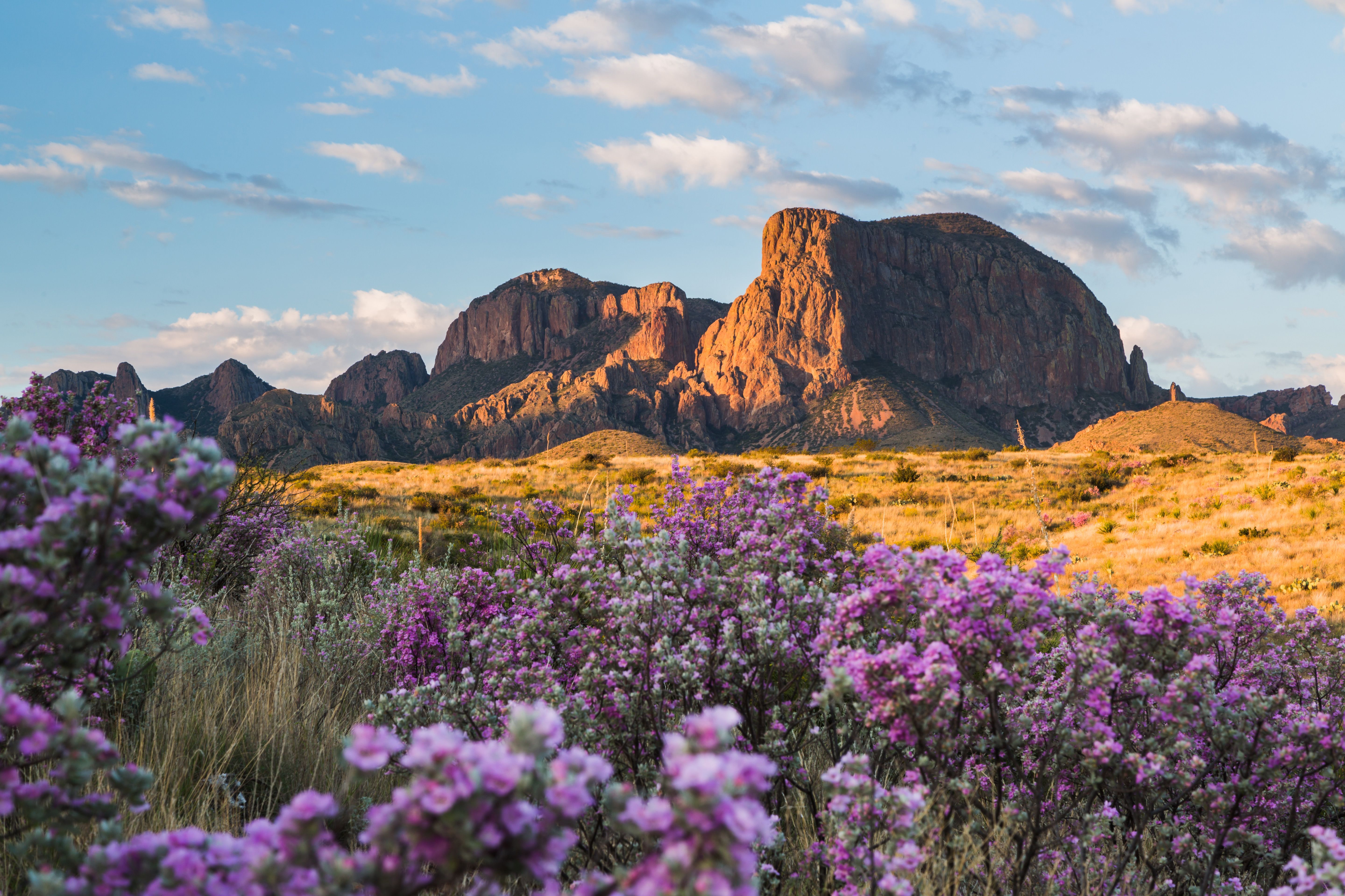 BlÃ¼hender WÃ¼sten-BeifuÃŸ vor den Chisos Mountains