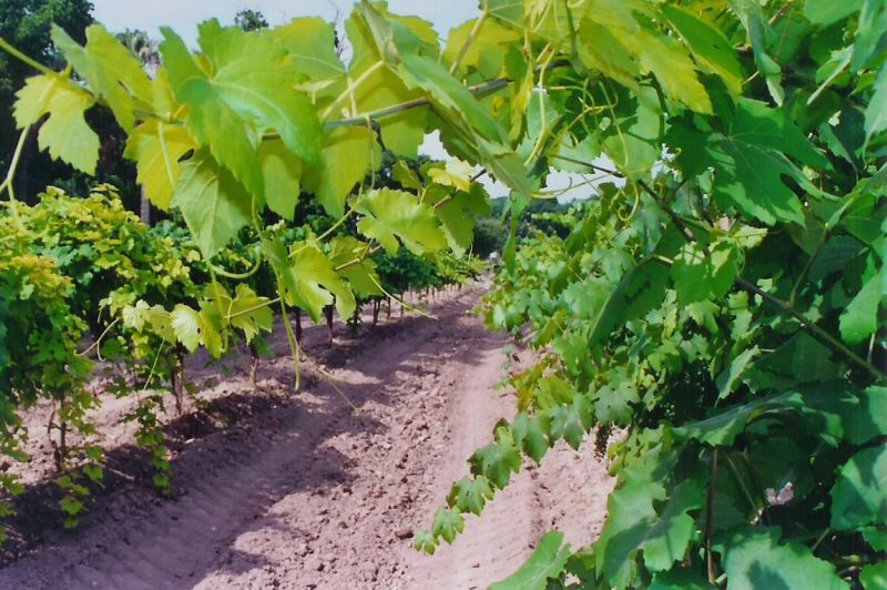 Weinreben der Val Verde Winery in Del Rio, Texas