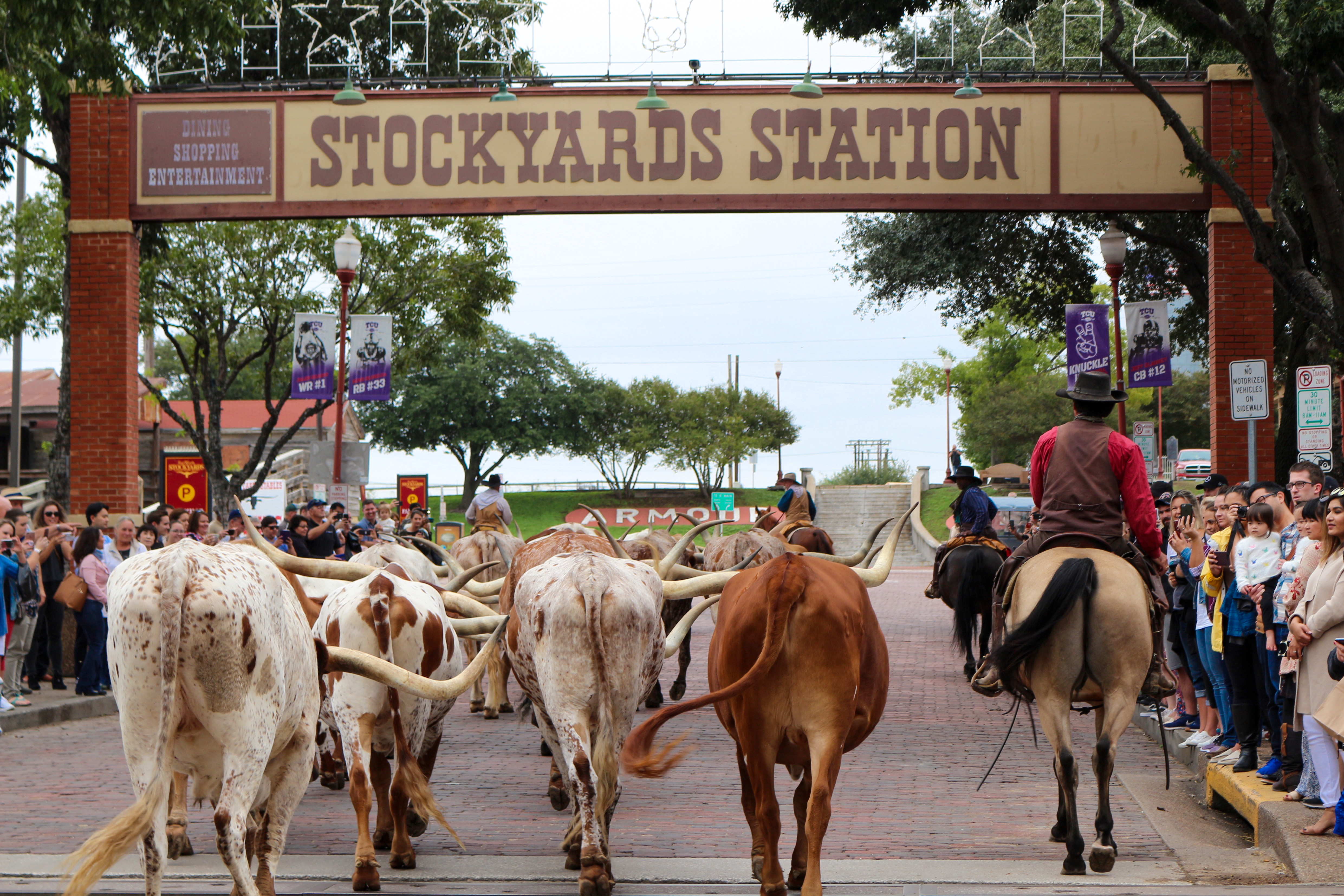 Rinder werden getrieben in der Stockyards Station in Fort Worth, Texas