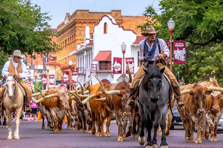 Longhorn-Rinder im historischen Viertel Fort Worth Stockyards