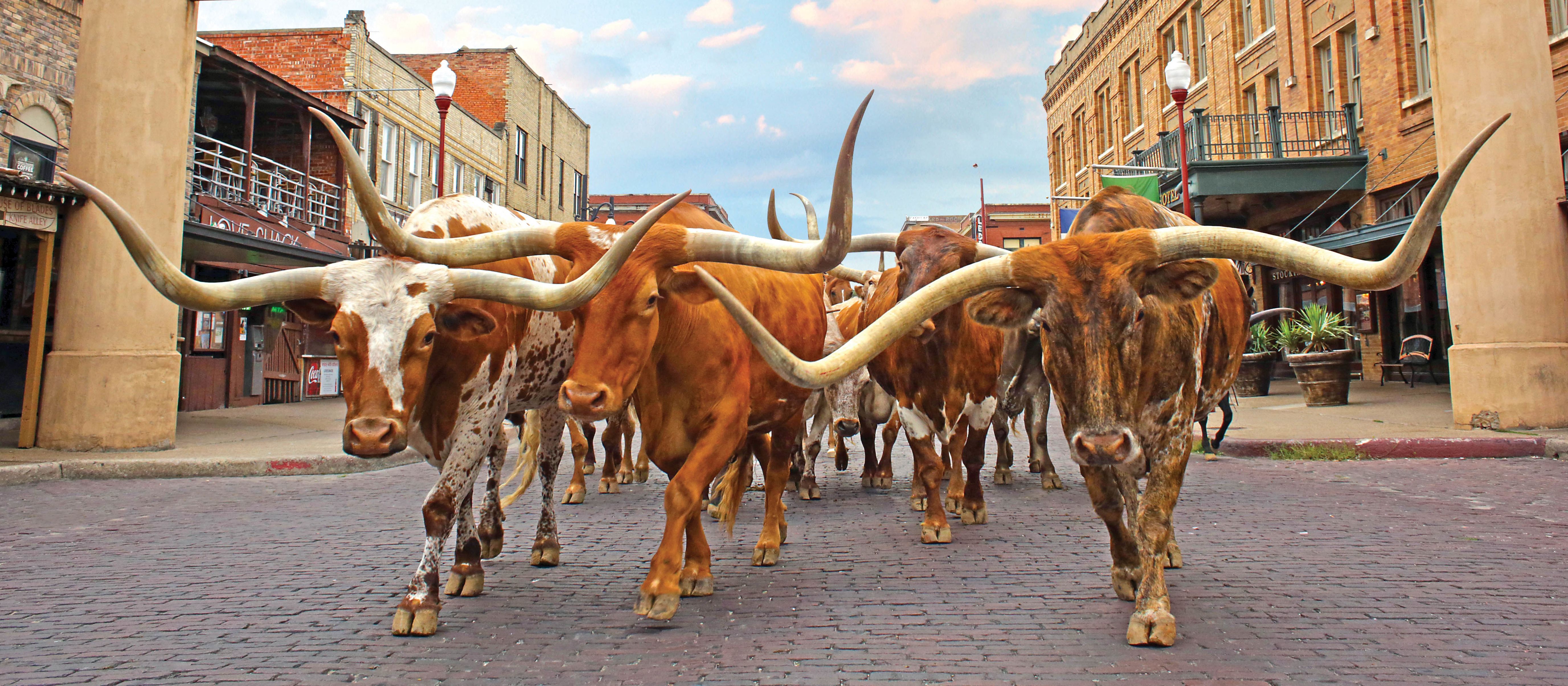 Eine Texas Longhorn Herde im Stockyards Visitor Center in Fort Worth