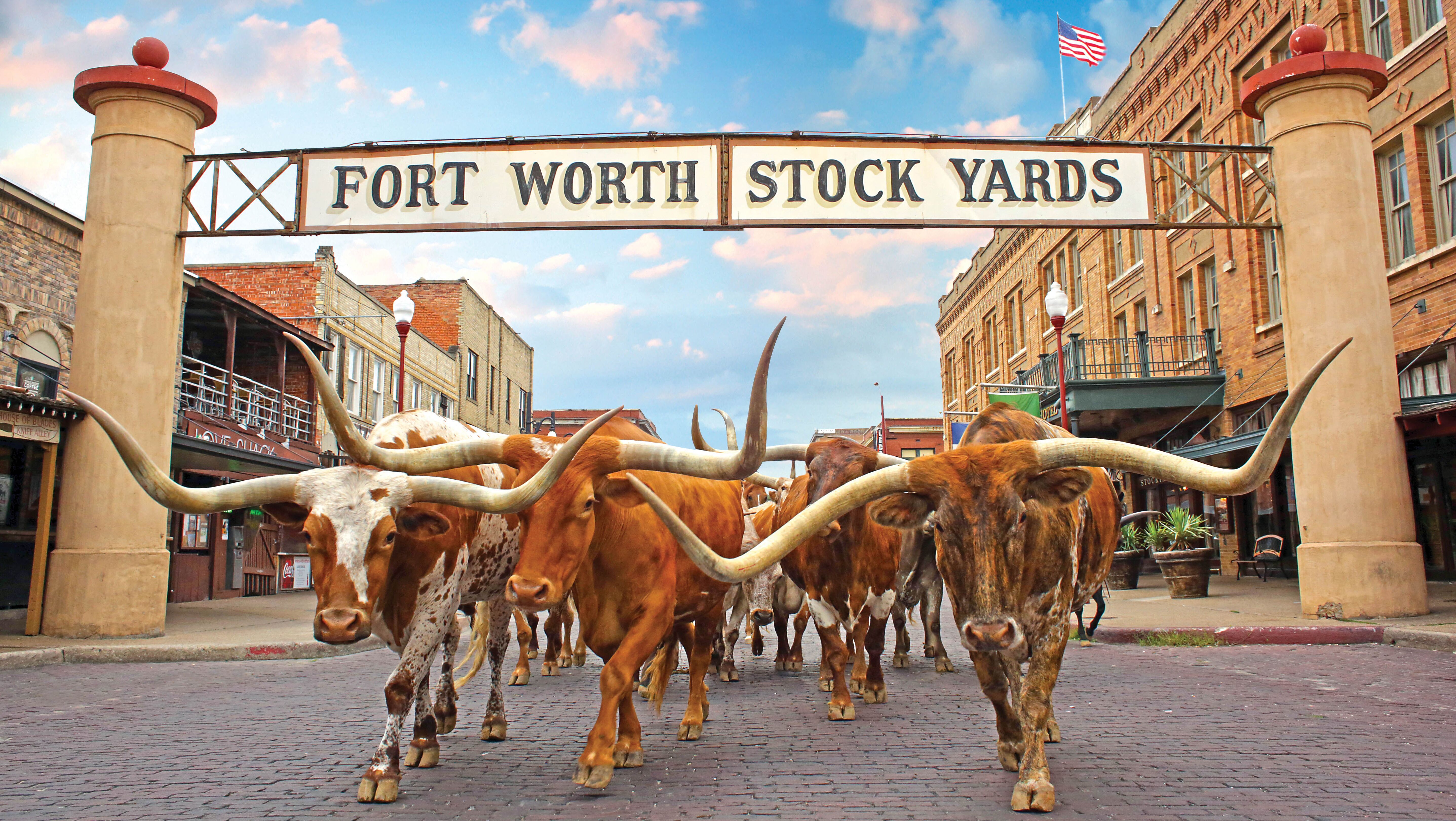 Eine Texas Longhorn Herde im Stockyards Visitor Center in Fort Worth