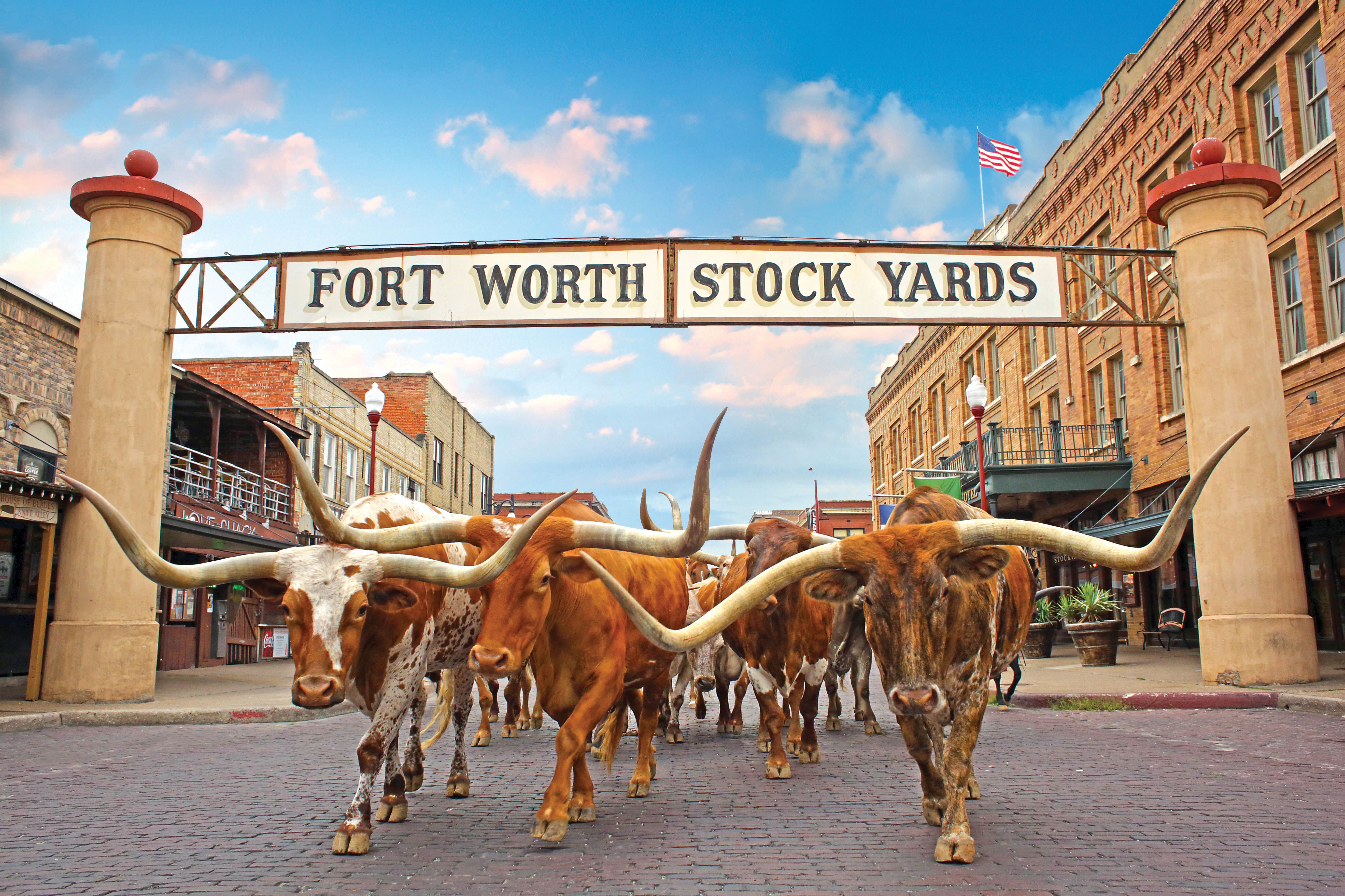 Eine Texas Longhorn Herde im Stockyards Visitor Center in Fort Worth