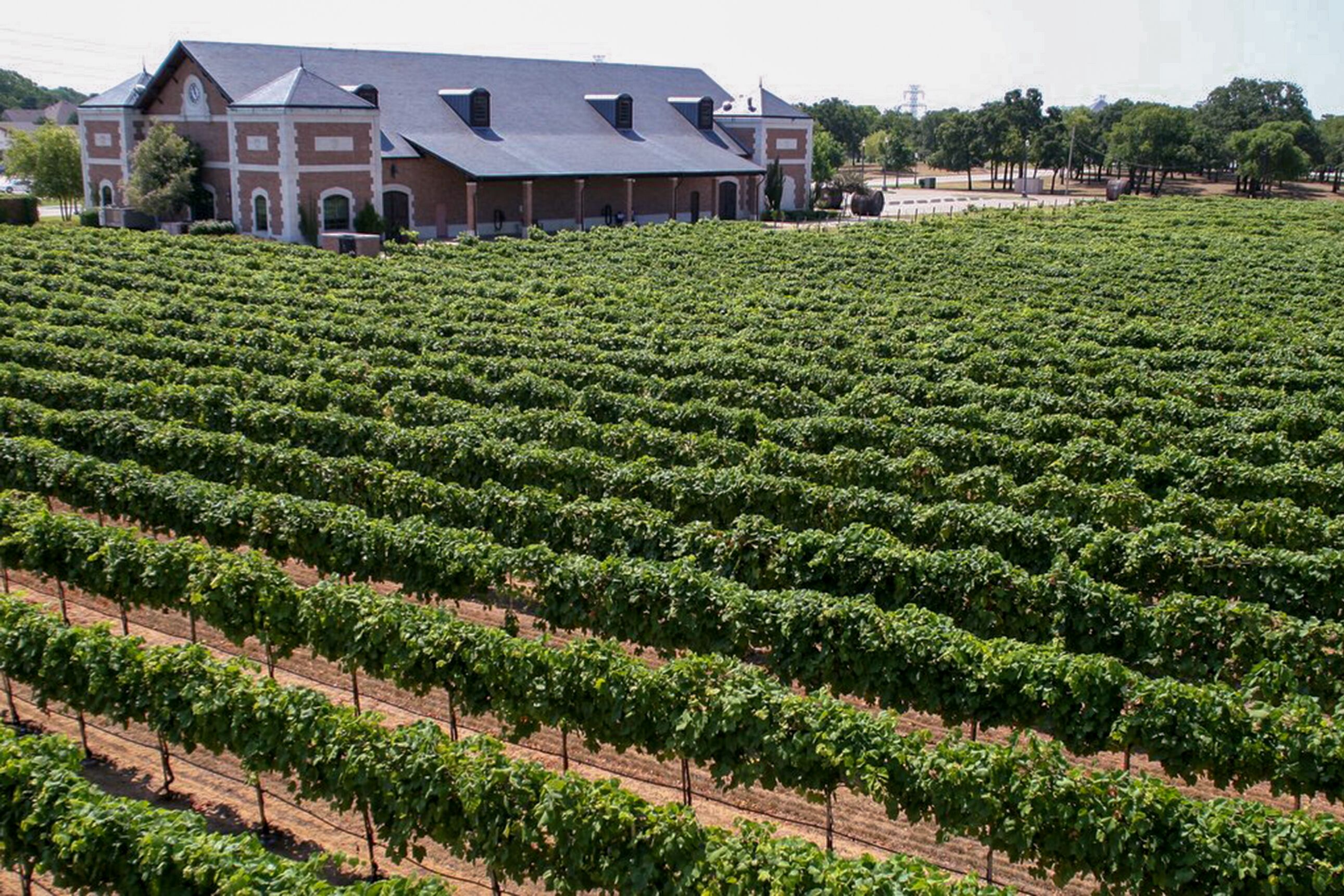 Bild über den Delaney Vineyards in Grapevine Texas