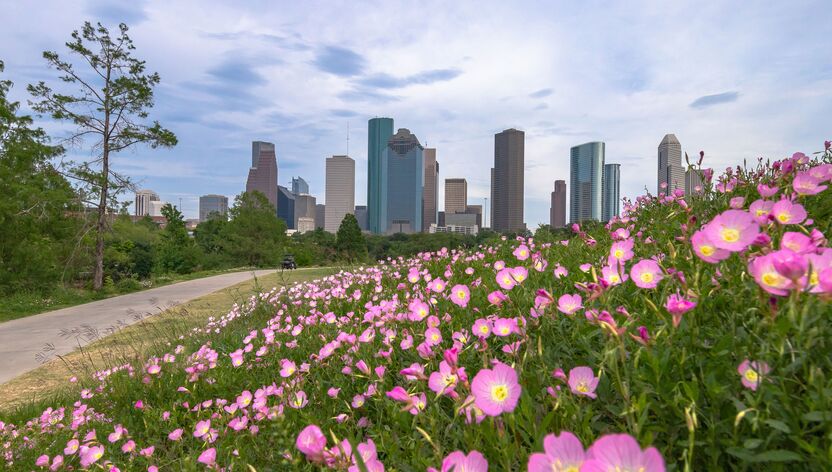 Blühende Blumen vor der Skyline von Houston Blühende Blumen vor der Skyline von Houston