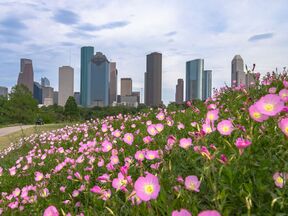 Blühende Blumen vor der Skyline von Houston