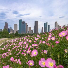 Blühende Blumen vor der Skyline von Houston