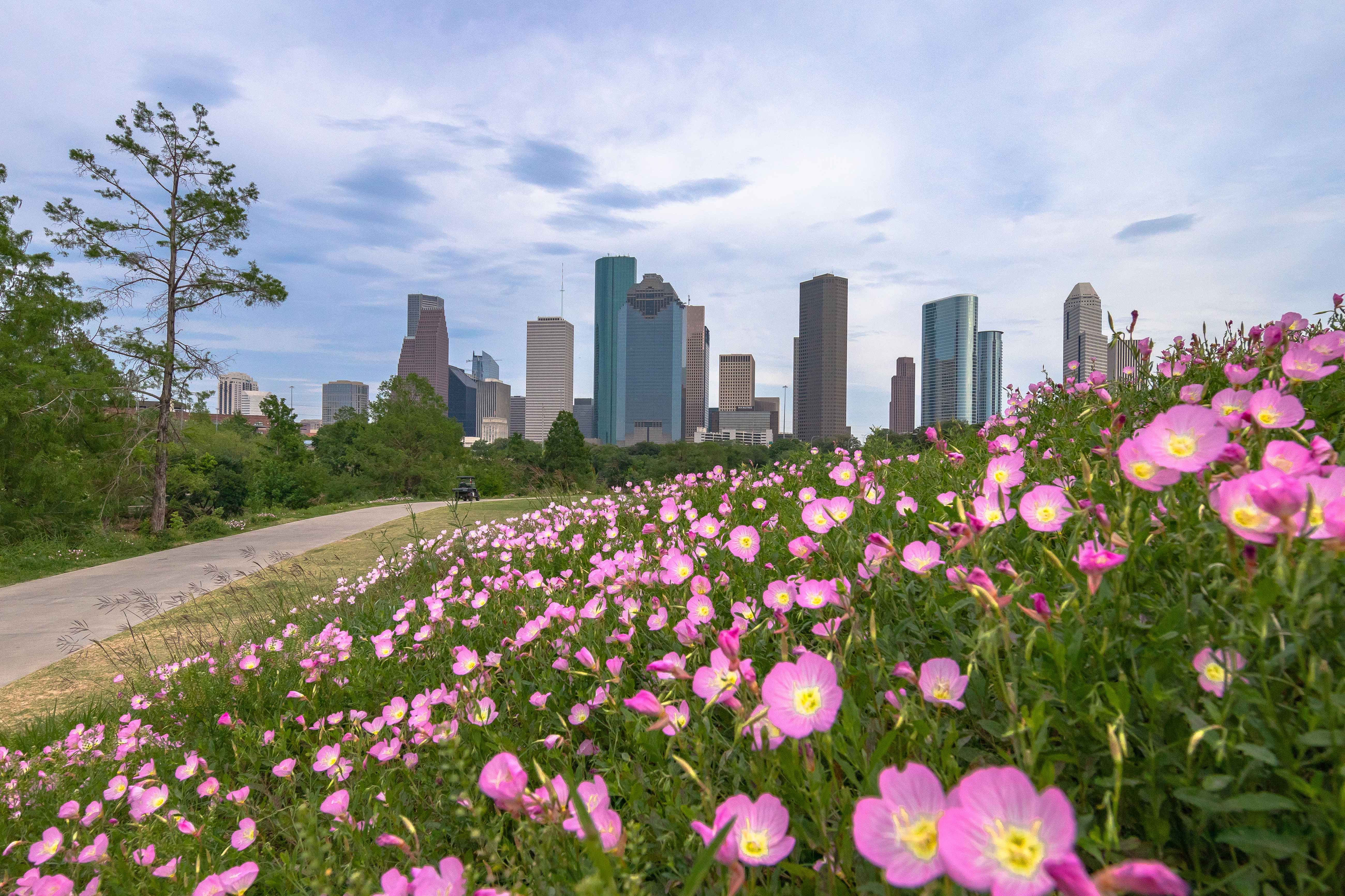 Blühende Blumen vor der Skyline von Houston