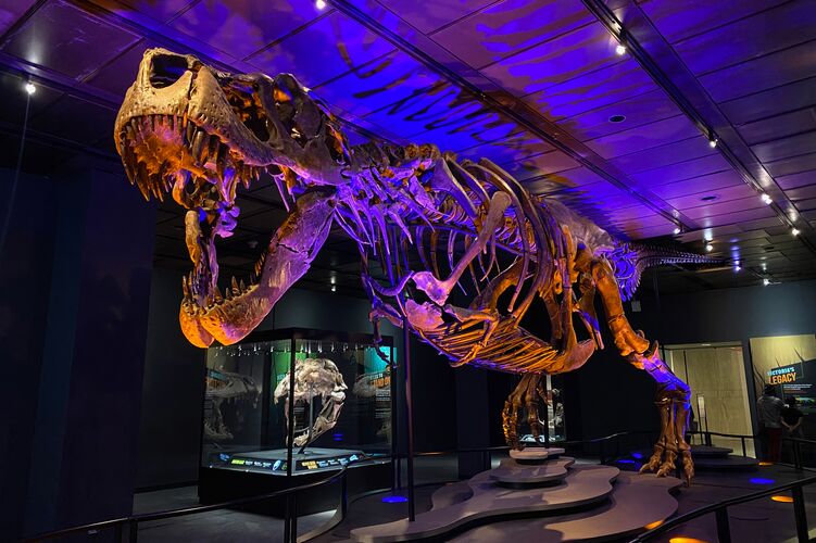 Das große T-Rex Skelett im Houston Musuem of natural Science