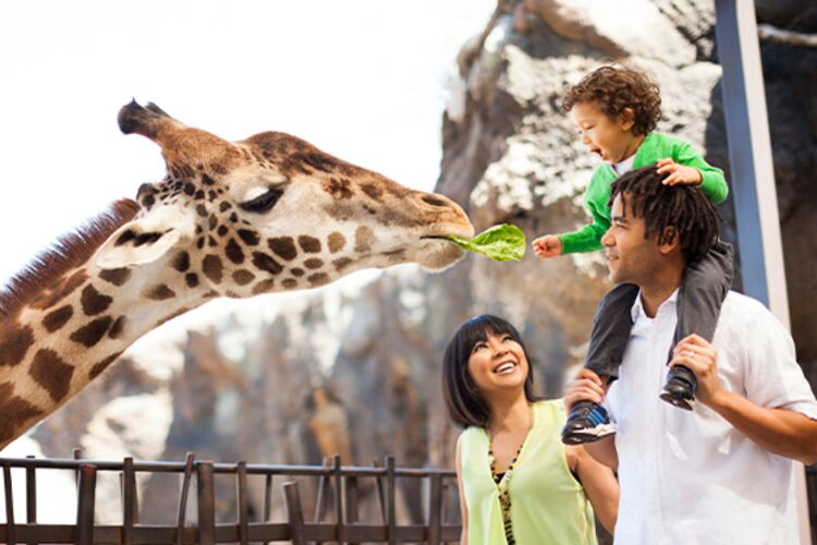 Auf Augenhöhe mit den Giraffen im Houston Zoo