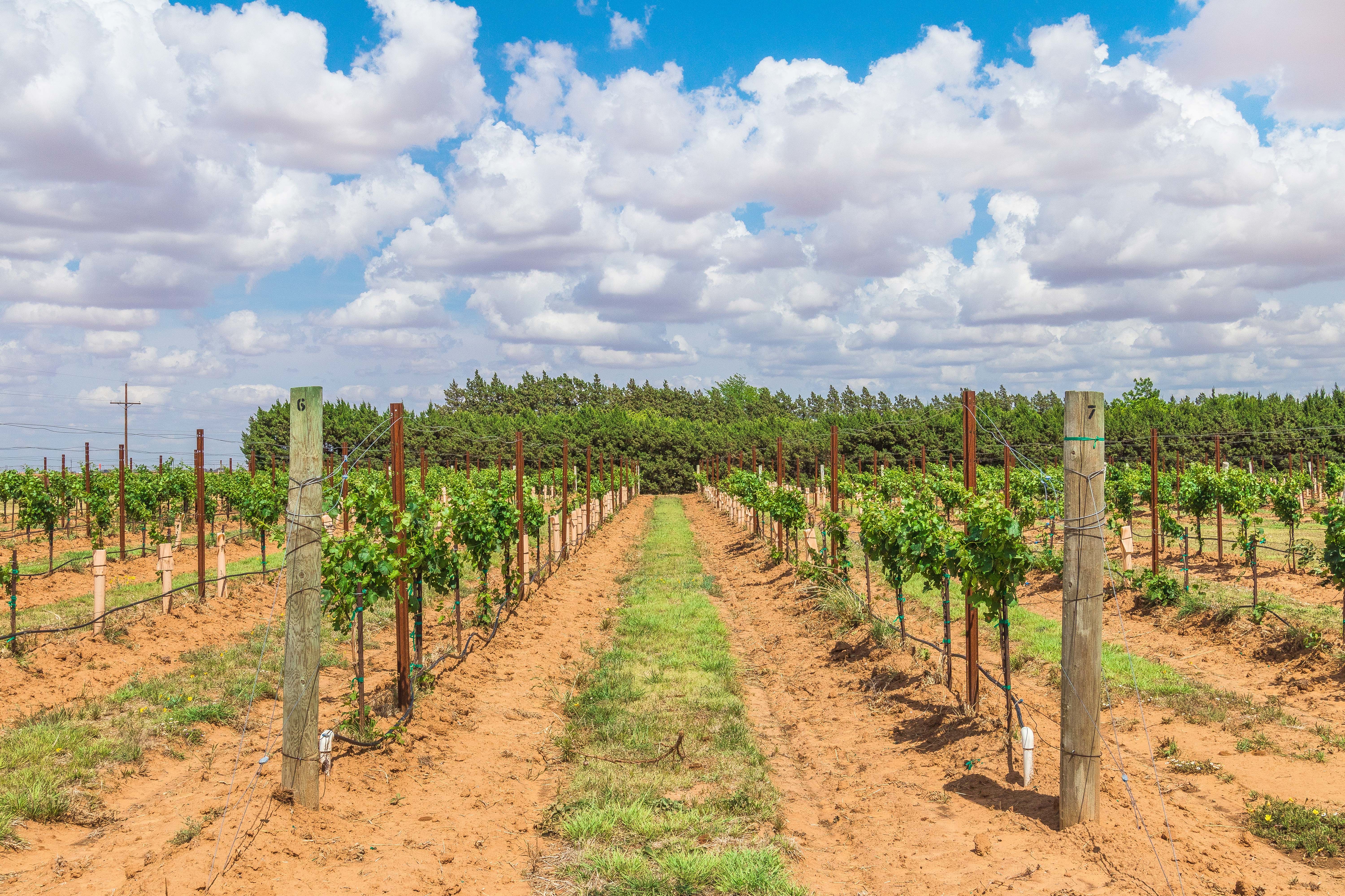 Das Weingut der Llano Estacado Winery in Lubbock, Texas