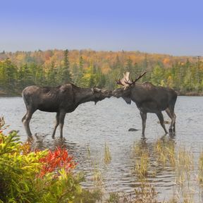 Zwei Elche stehen im Wasser, Baxter State Park, Maine