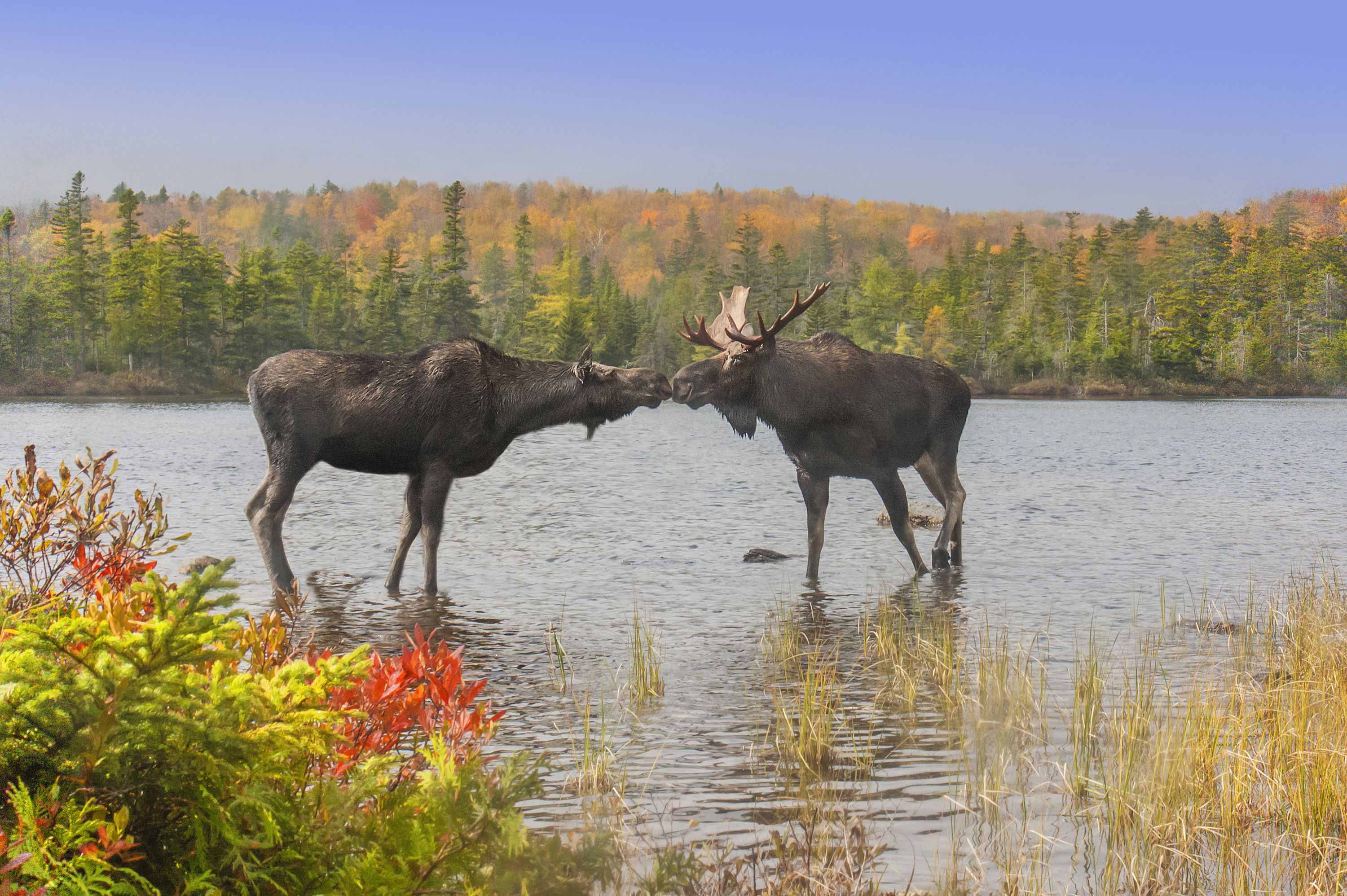 Zwei Elche stehen im Wasser, Baxter State Park, Maine