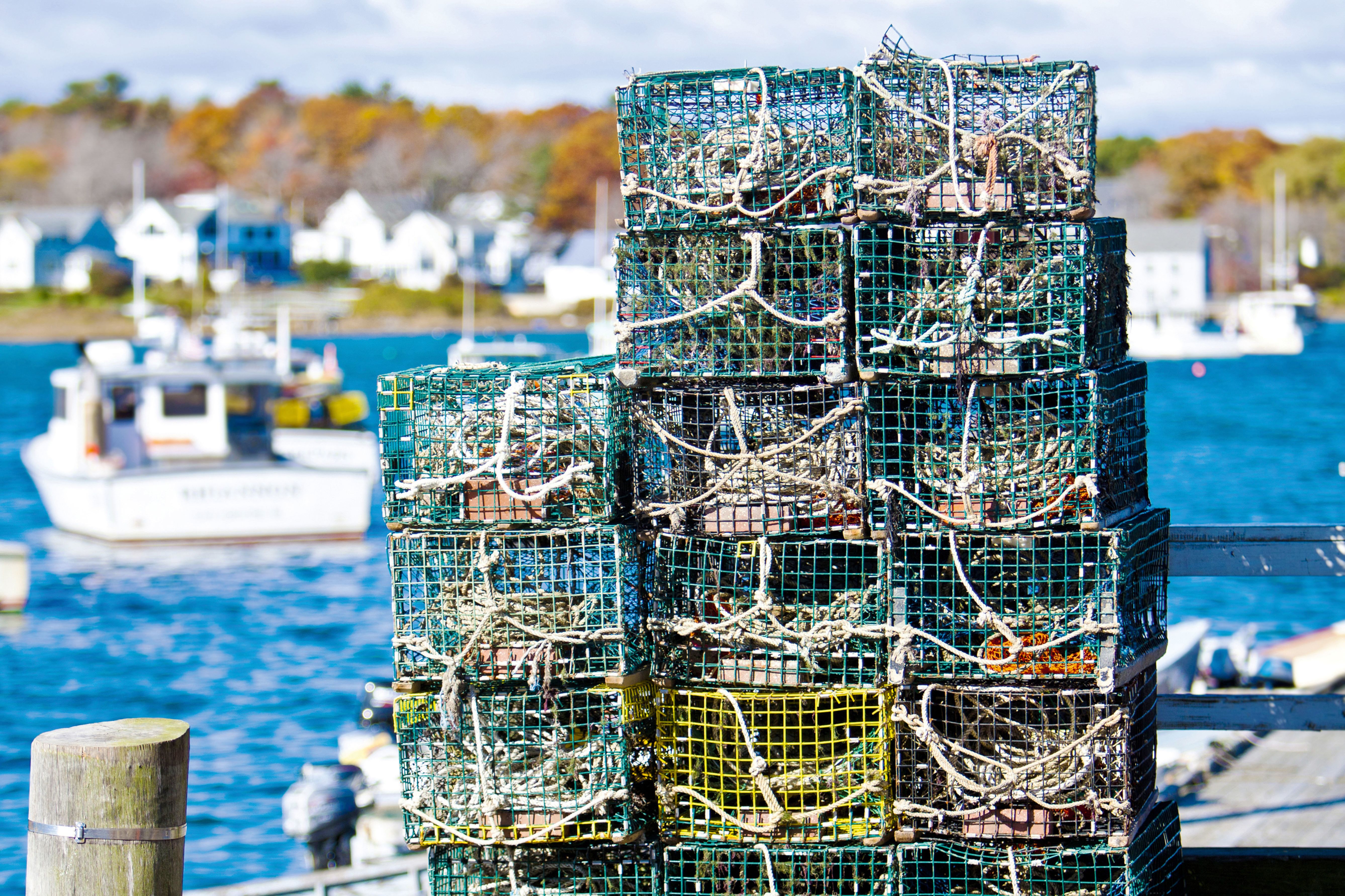 Frisch gefangene Krabben und Lobster