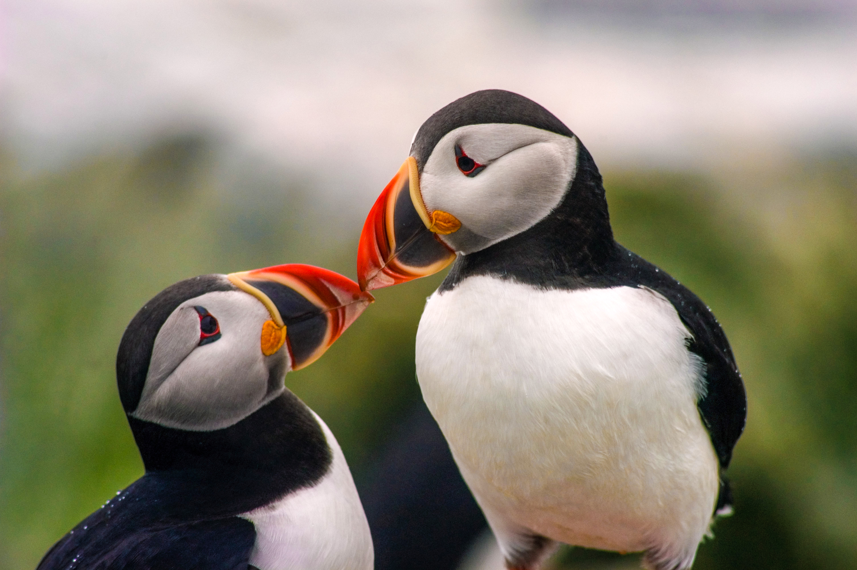 KÃ¼ssende Puffins in Maine