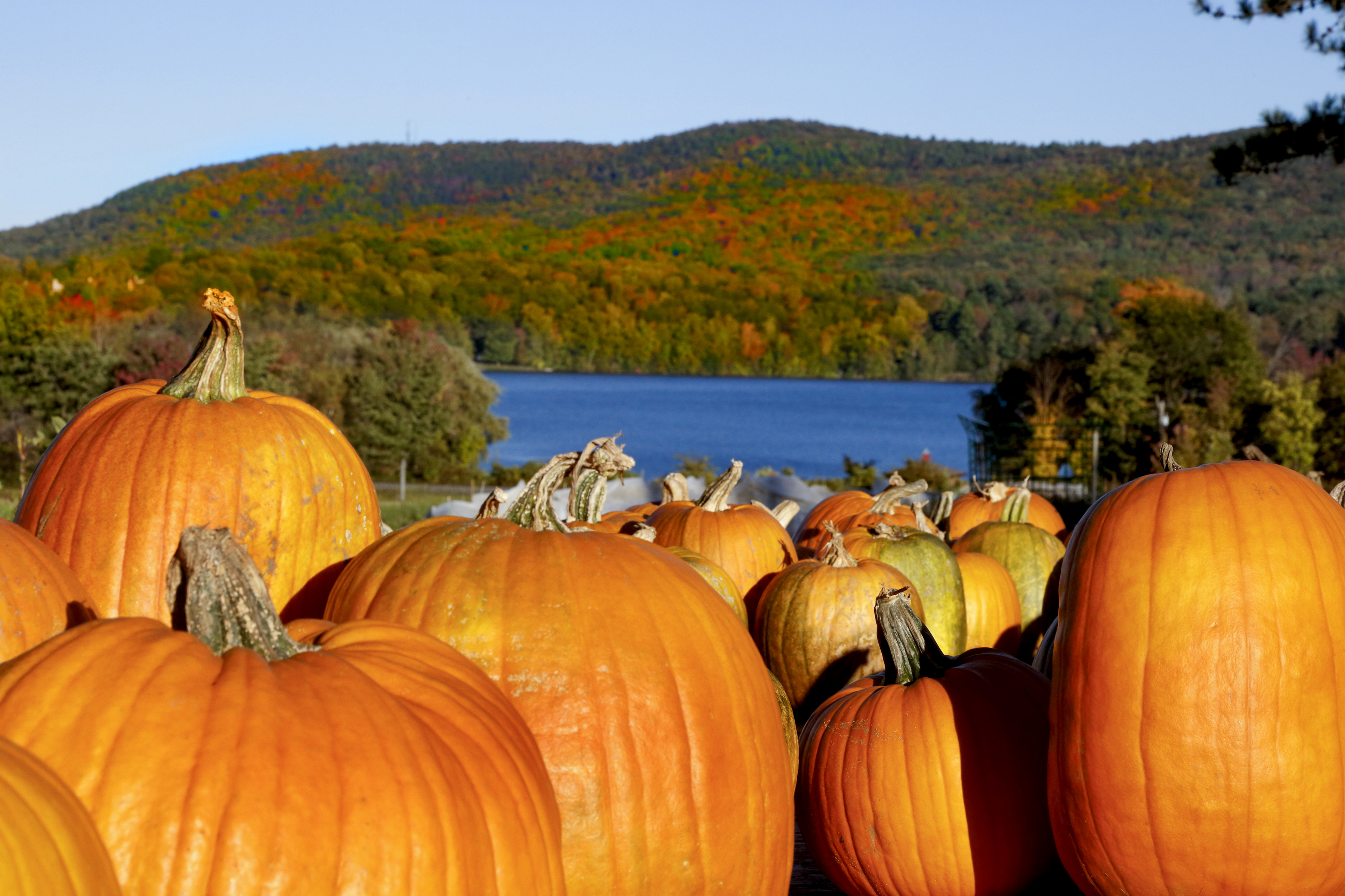 Kürbisse stapeln sich im Herbst in Massachusetts