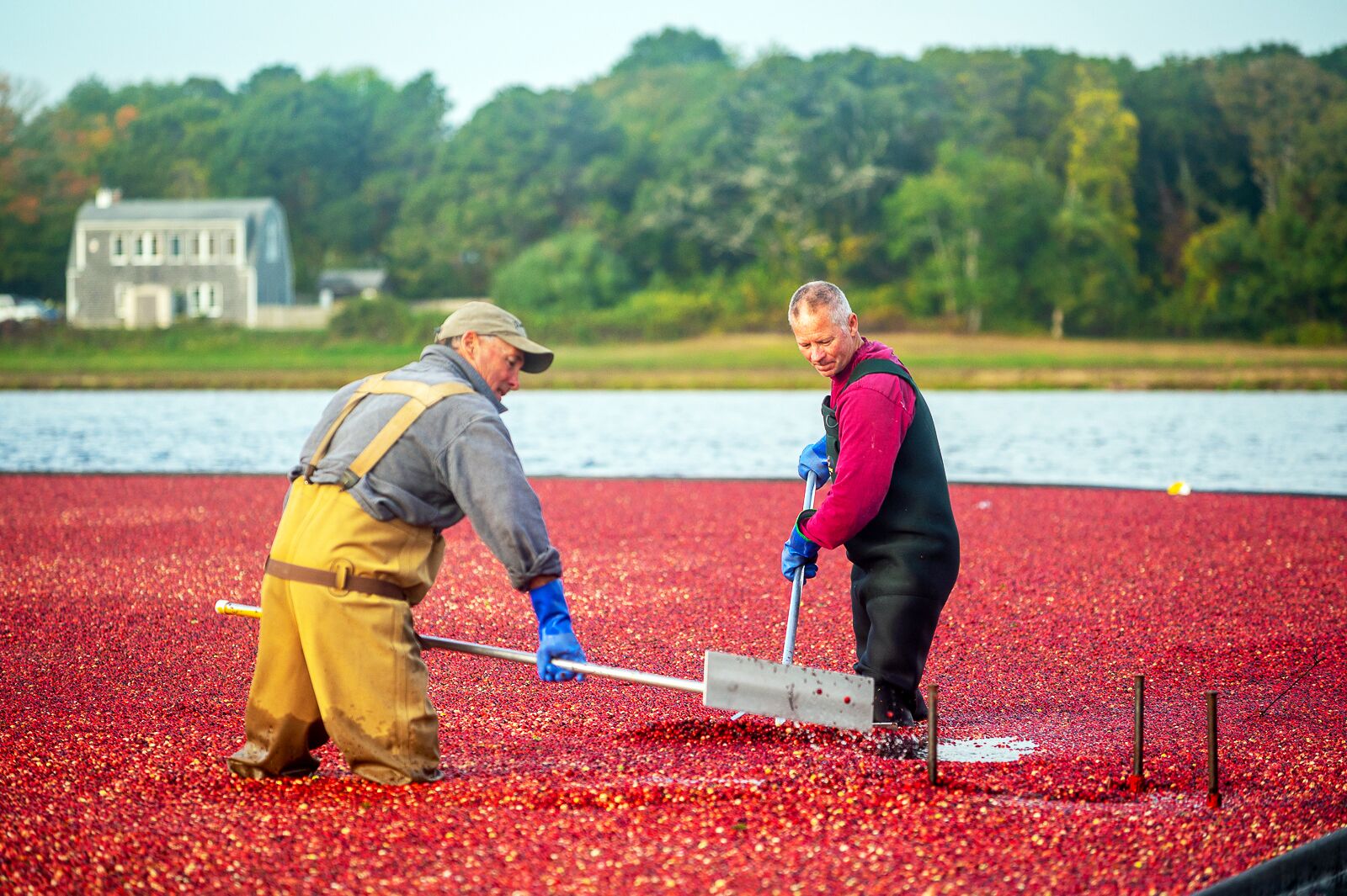 Cranberry-Ernte in Yarmouth, Massachusetts