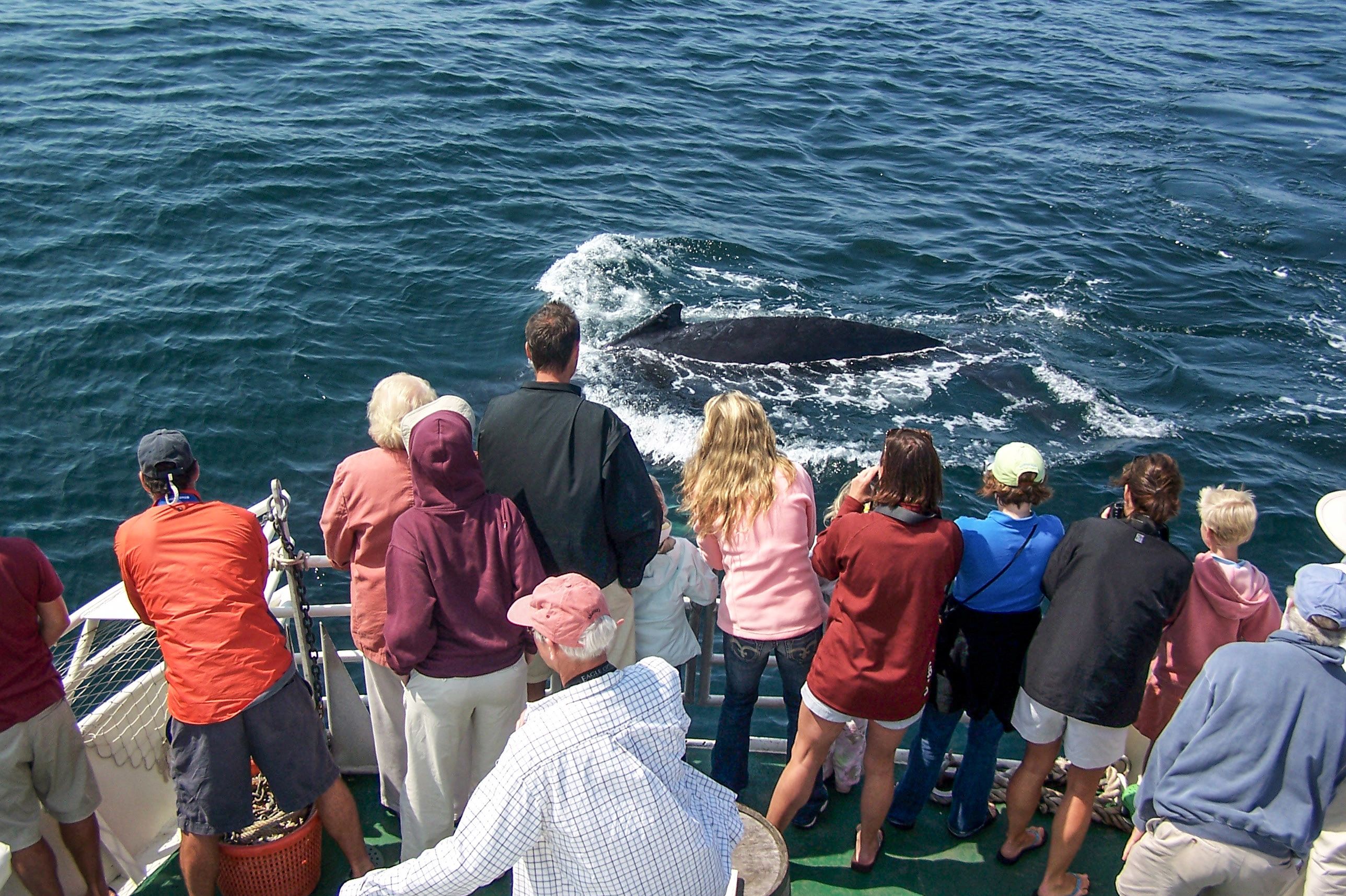 Whale Watching mit Shearwater Excursions Inc. in Nantucket