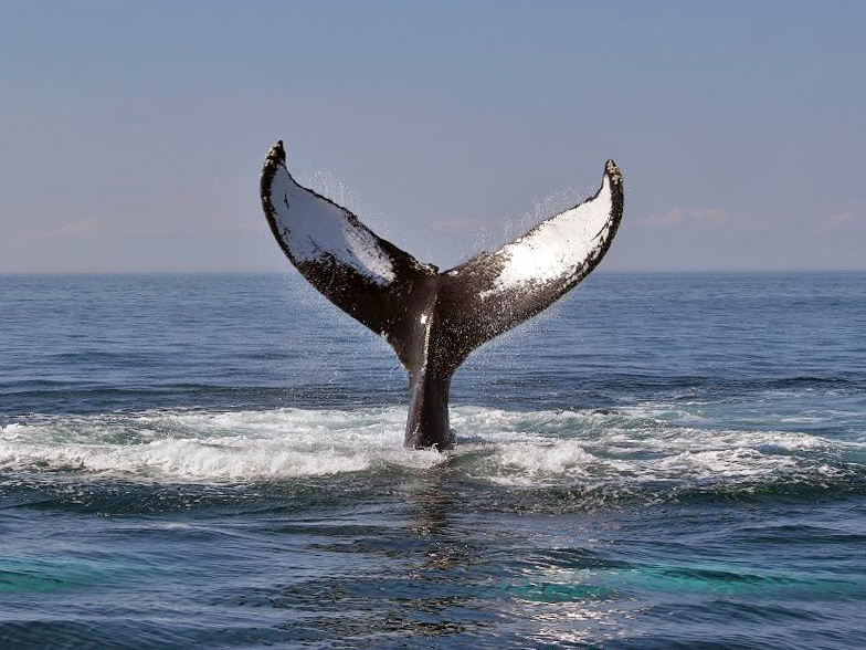 Impression Boston Whale Watch