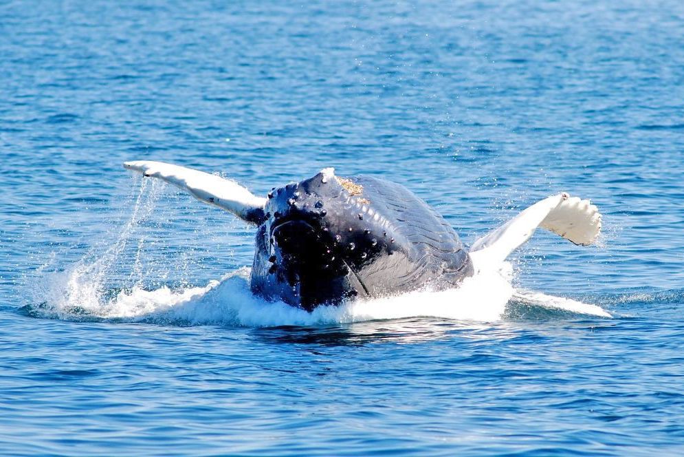 Impression Boston Whale Watch