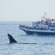 regionen/usa/neuengland-staaten/massachusetts/cape-cod/spooncalf-breach-boat.cr1610x1610-154x0 regionen/usa/neuengland-staaten/massachusetts/cape-cod/spooncalf-breach-boat.cr1610x1610-154x0