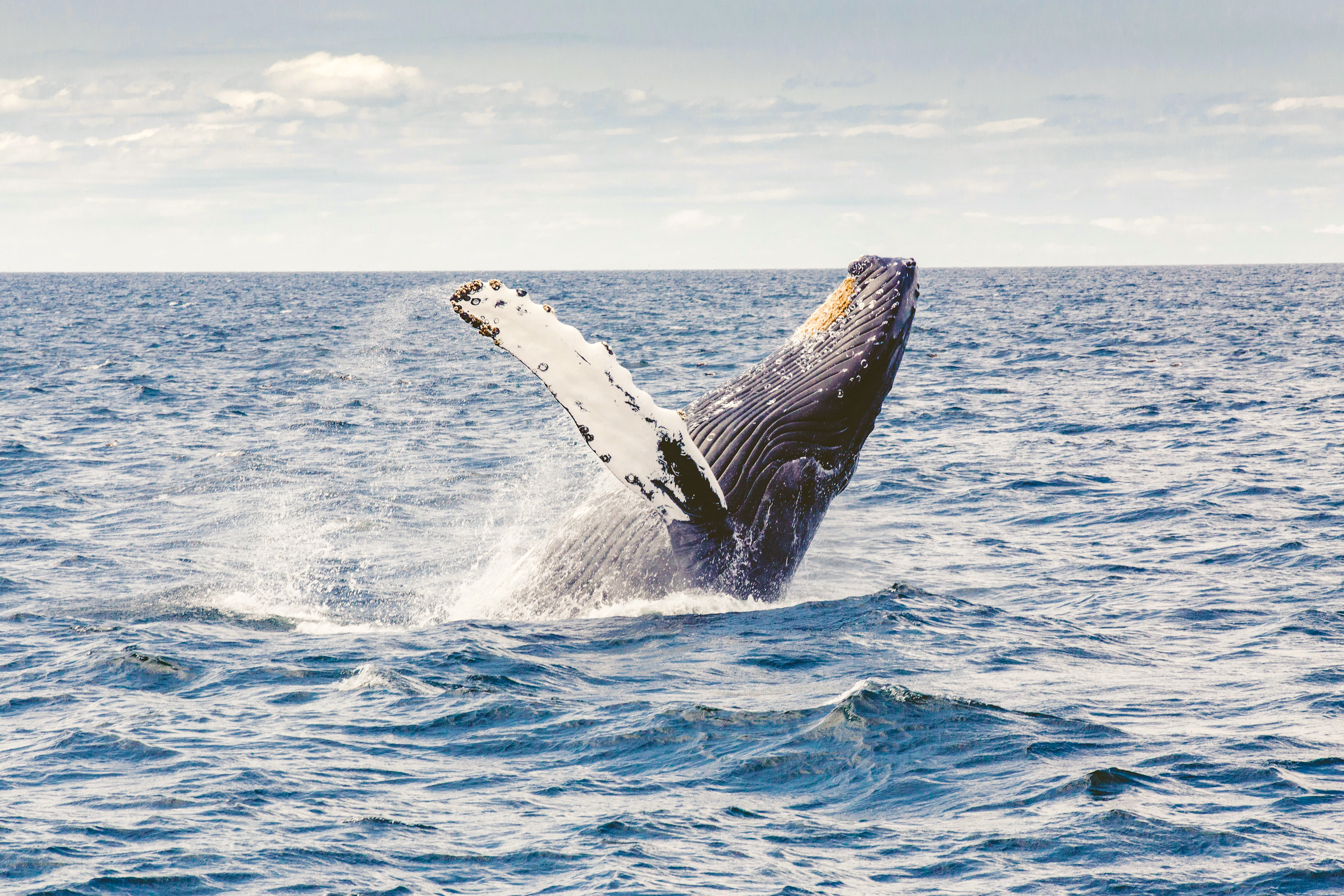 Tierbeobachtungen beim Whale Watching in Provincetown auf Cape Cod