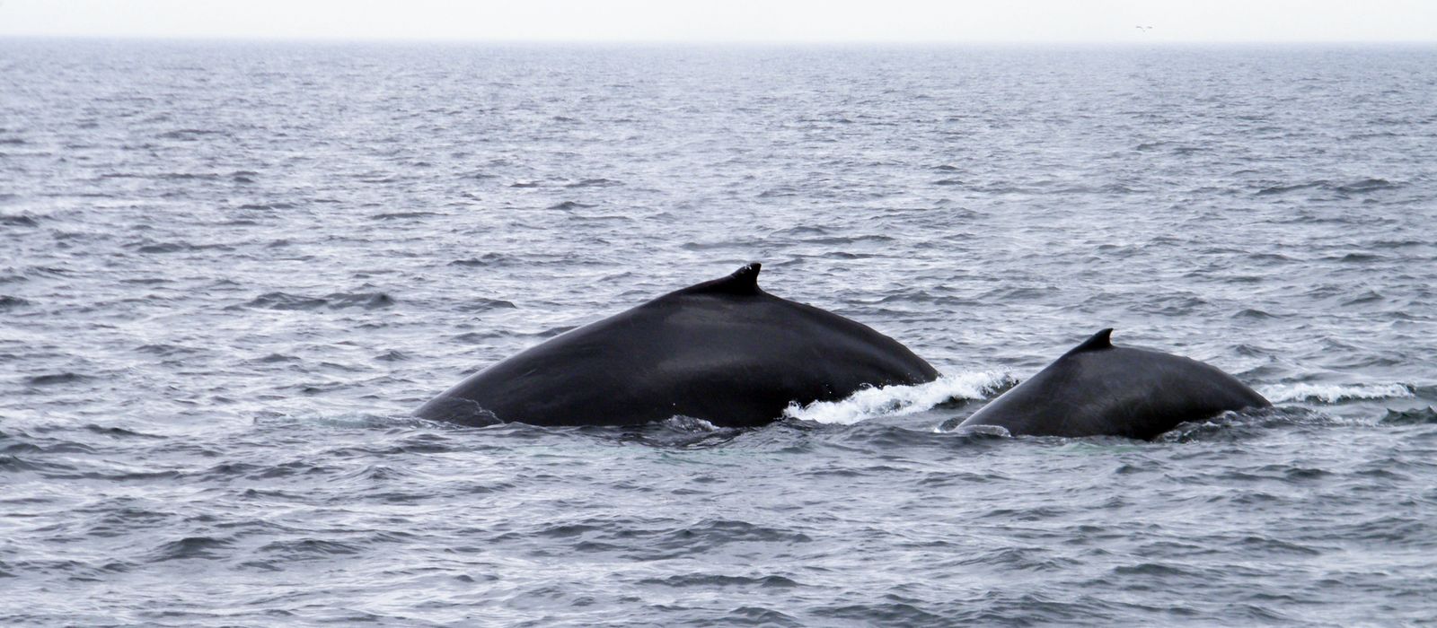 Whalewatching vor Cape Cod, Massachusetts