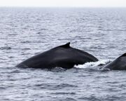 regionen/usa/neuengland-staaten/massachusetts/cape-cod/whale-watching-buckelwale.cr3648x1596-0x357 regionen/usa/neuengland-staaten/massachusetts/cape-cod/whale-watching-buckelwale.cr3648x1596-0x357