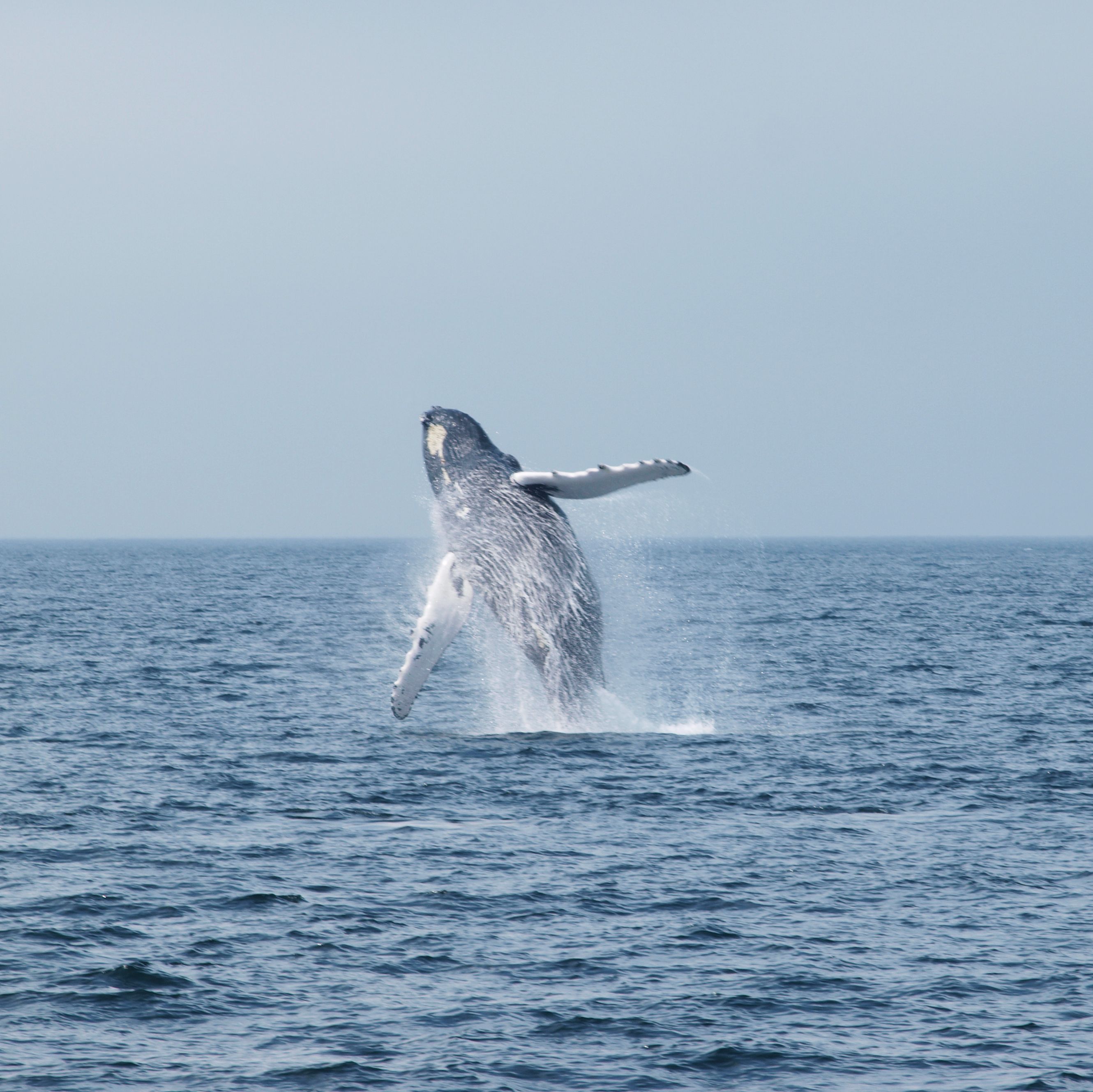 Whale Watching vor Cape Cod