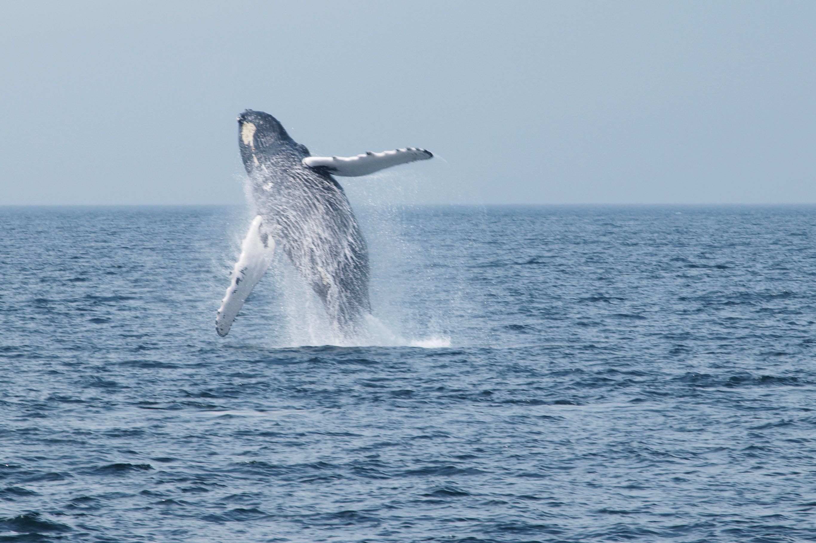 Whale Watching vor Cape Cod