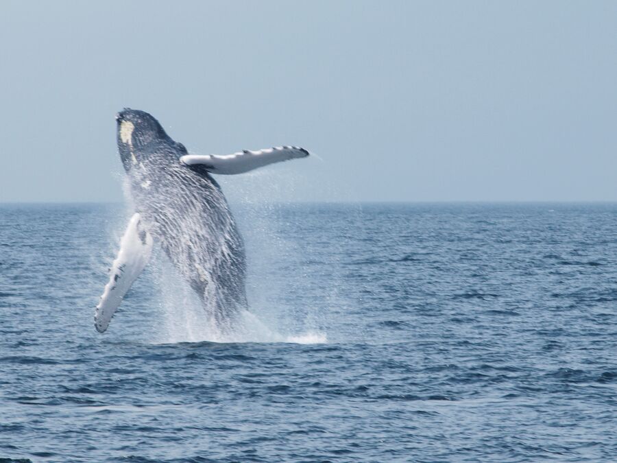 Whale Watching vor Cape Cod