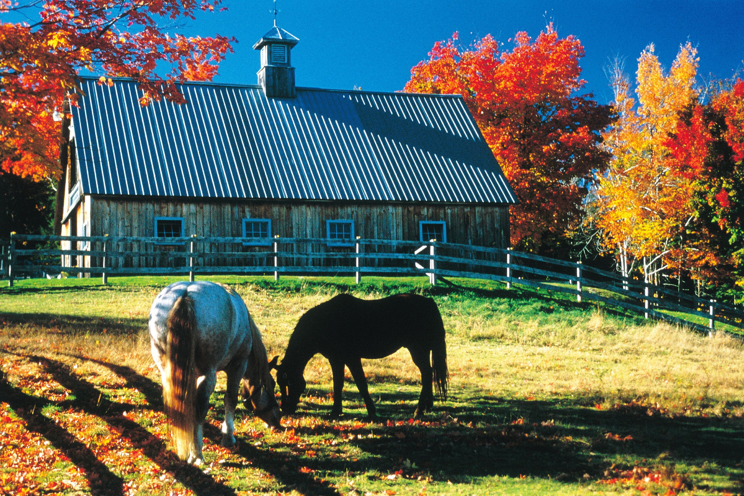 regionen/usa/neuengland-staaten/vermont/allgemein/farm-herbst-pferde.cr2975x1983-0x0