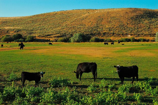 Rinder auf einer Weide bei Baker City Rinder auf einer Weide bei Baker City