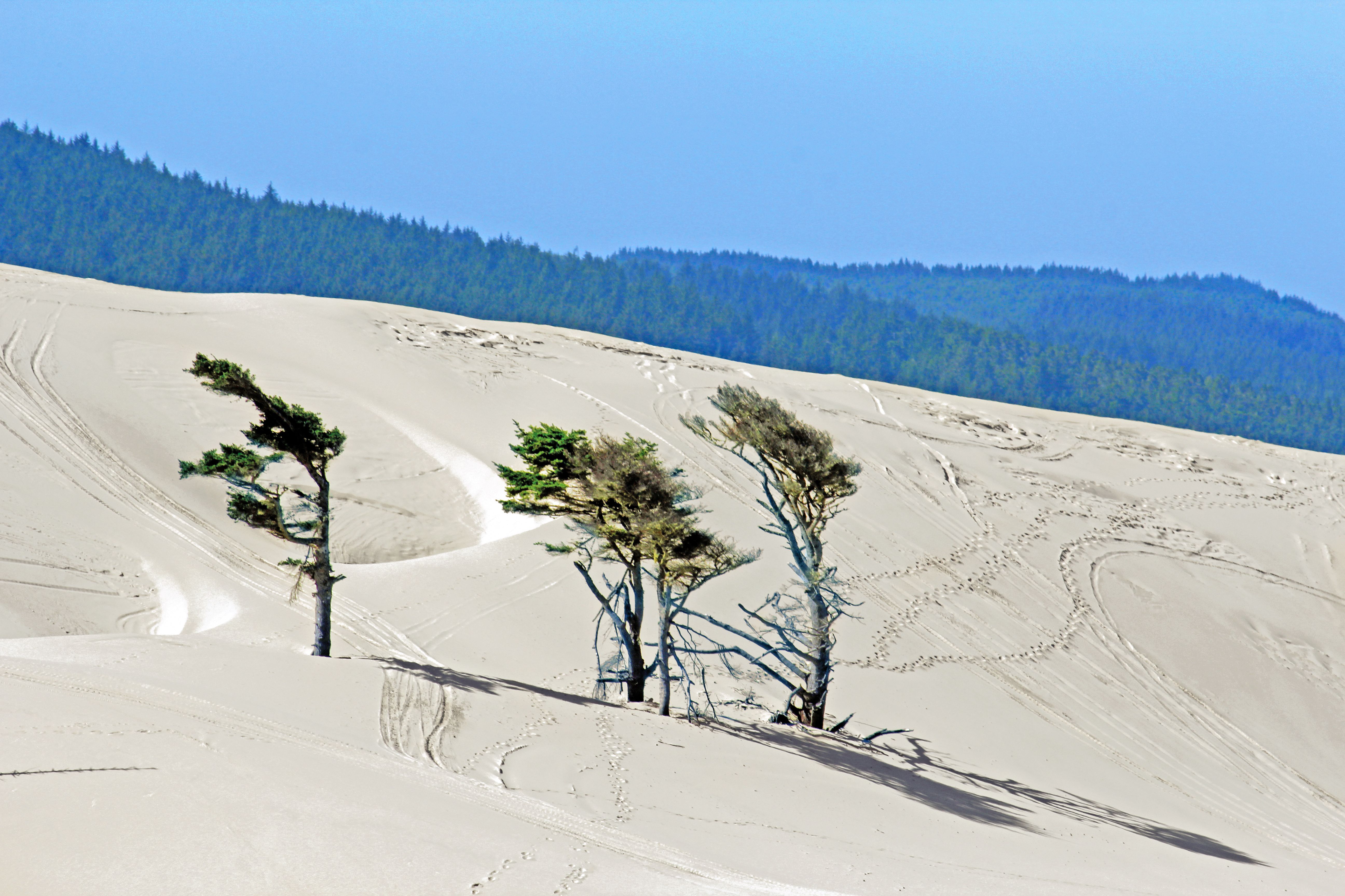 Sandduenen bei Florence in Oregon