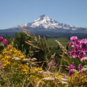 Wildblumen vor dem Mount Hood in Oregon