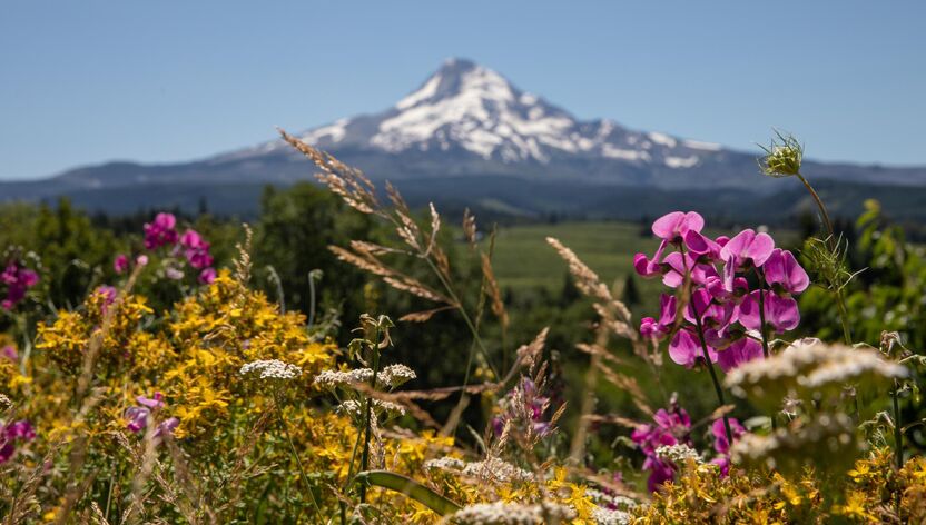 Wildblumen vor dem Mount Hood in Oregon