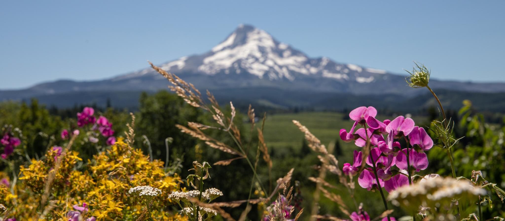 Wildblumen vor dem Mount Hood in Oregon